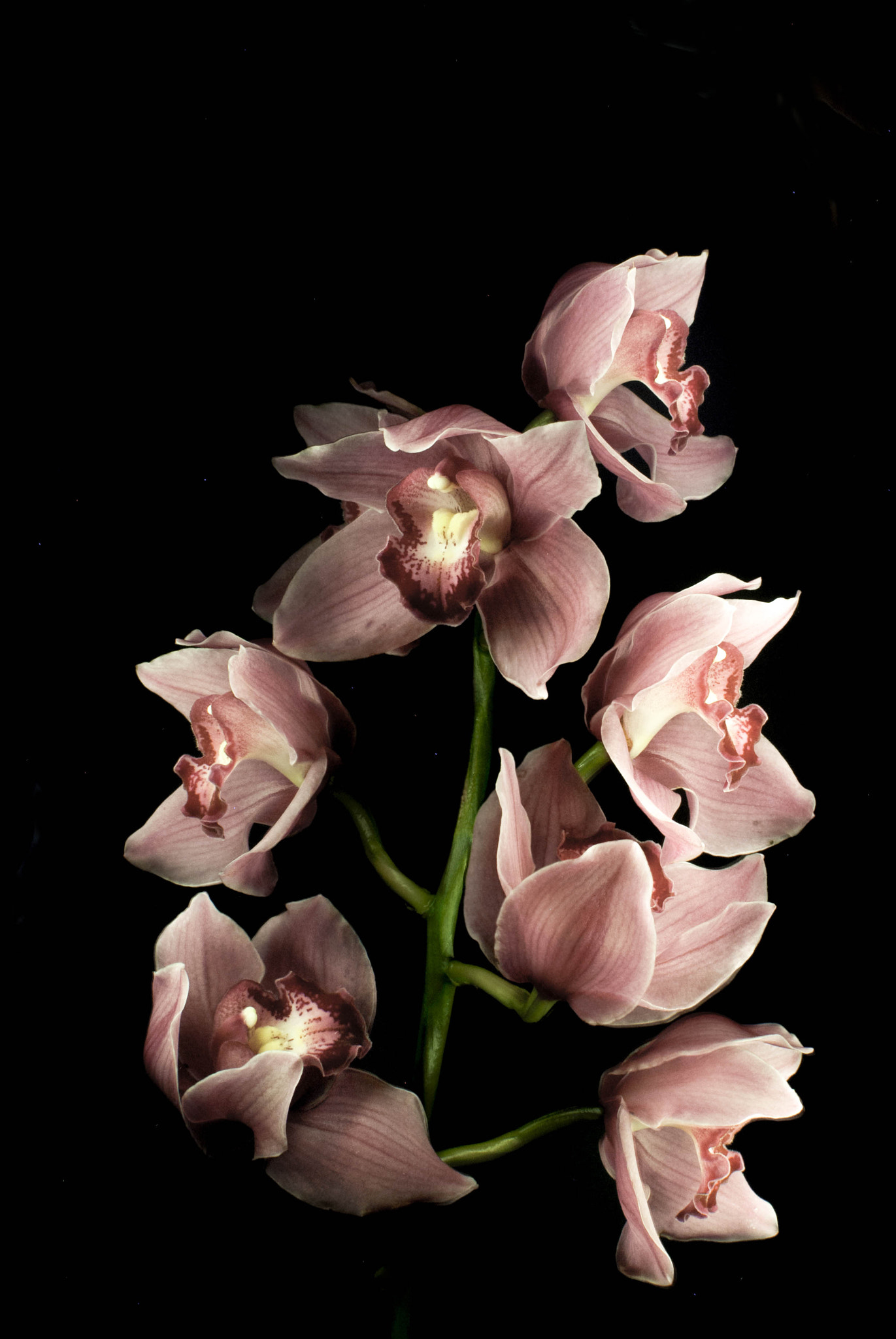 Nikon D60 sample photo. Orchid light photography
