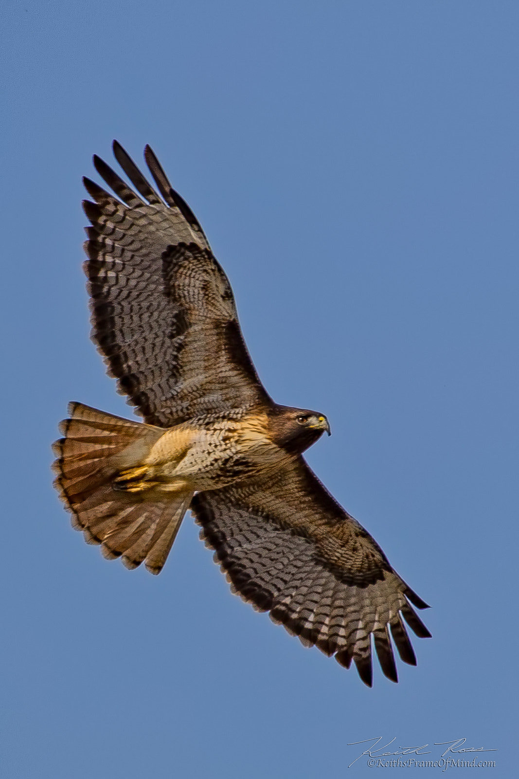 Canon EOS-1D X Mark II sample photo. 349. red-tailed hawk soaring photography