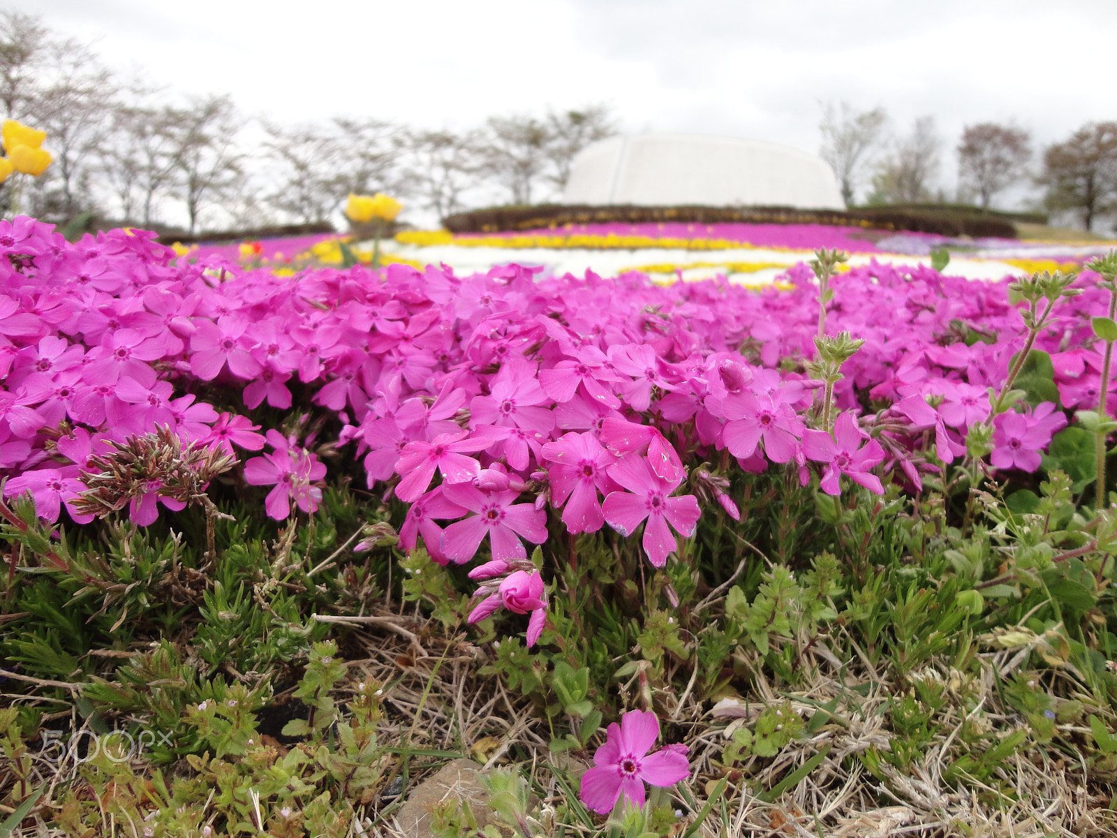 Sony Cyber-shot DSC-W570 sample photo. Japan beauty park photography