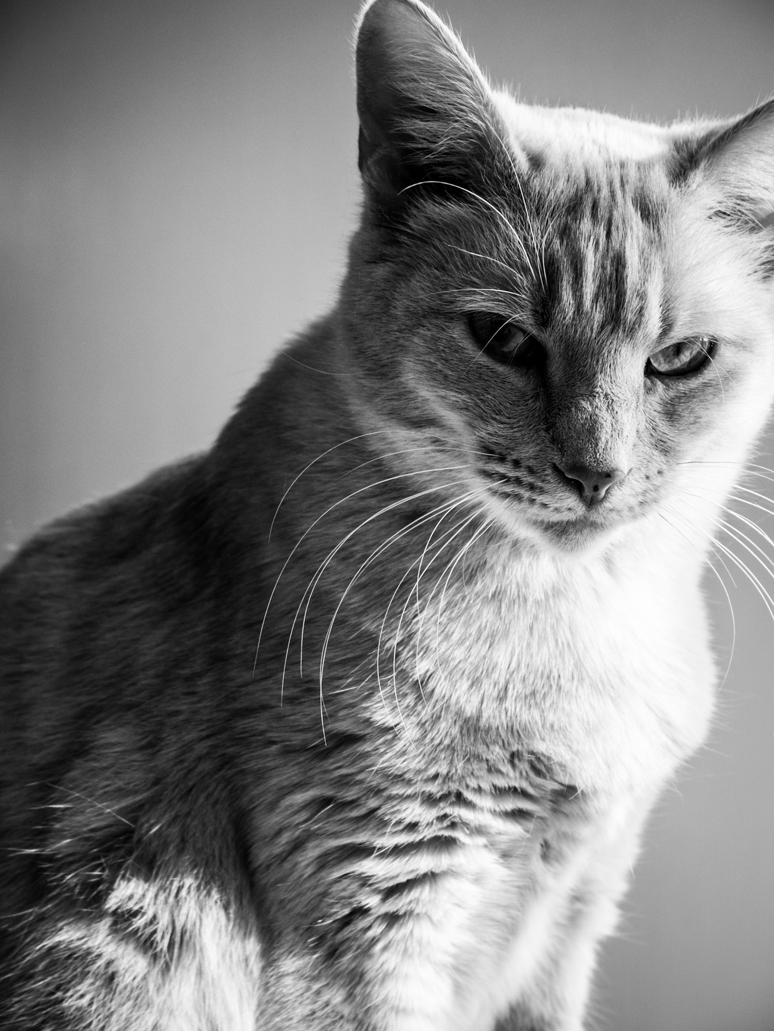 Panasonic Lumix DMC-GX85 (Lumix DMC-GX80 / Lumix DMC-GX7 Mark II) sample photo. Le félin urbain photography