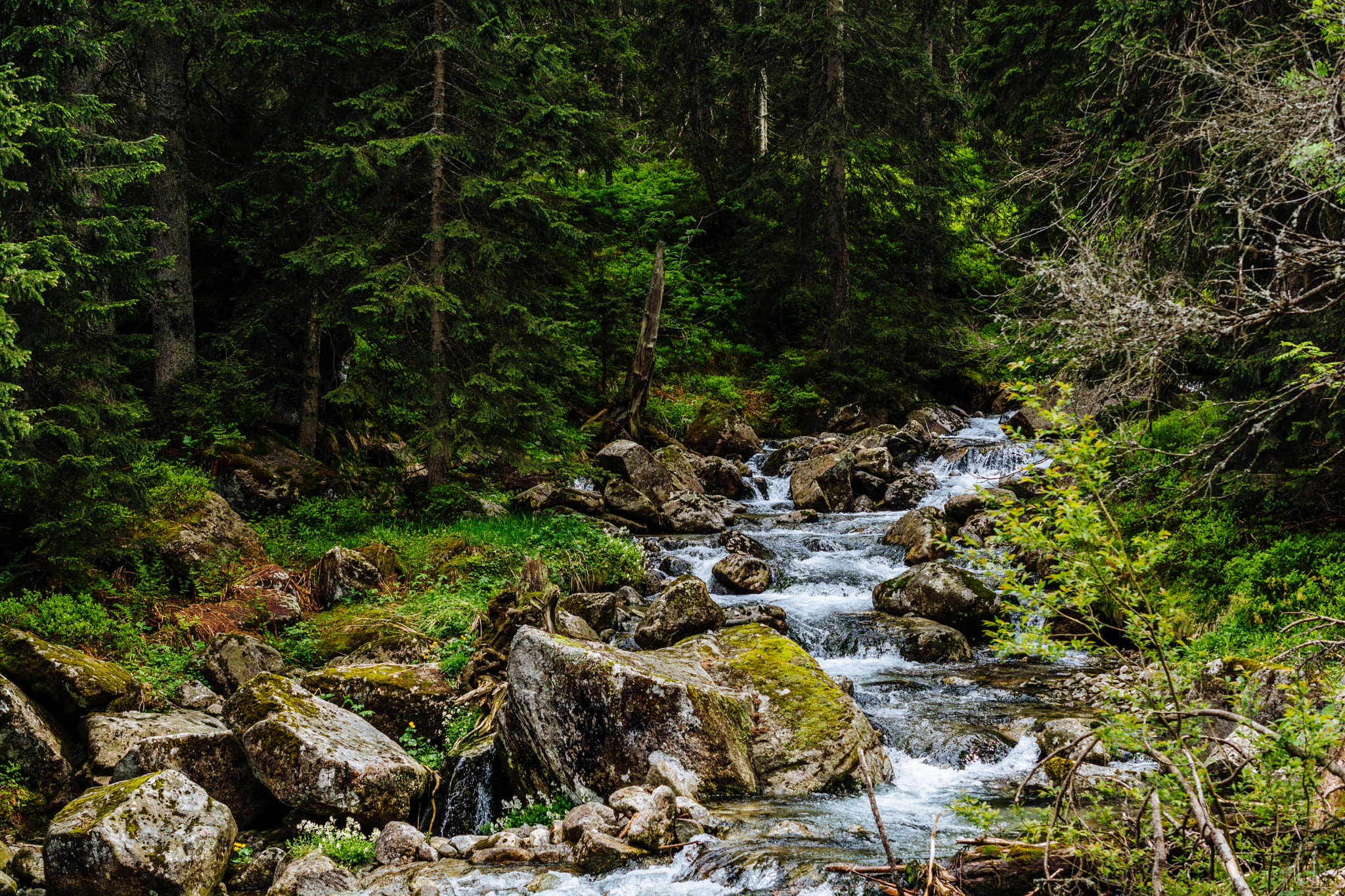 Nikon AF-S DX Micro Nikkor 40mm F2.8 sample photo. Forest stream ii photography