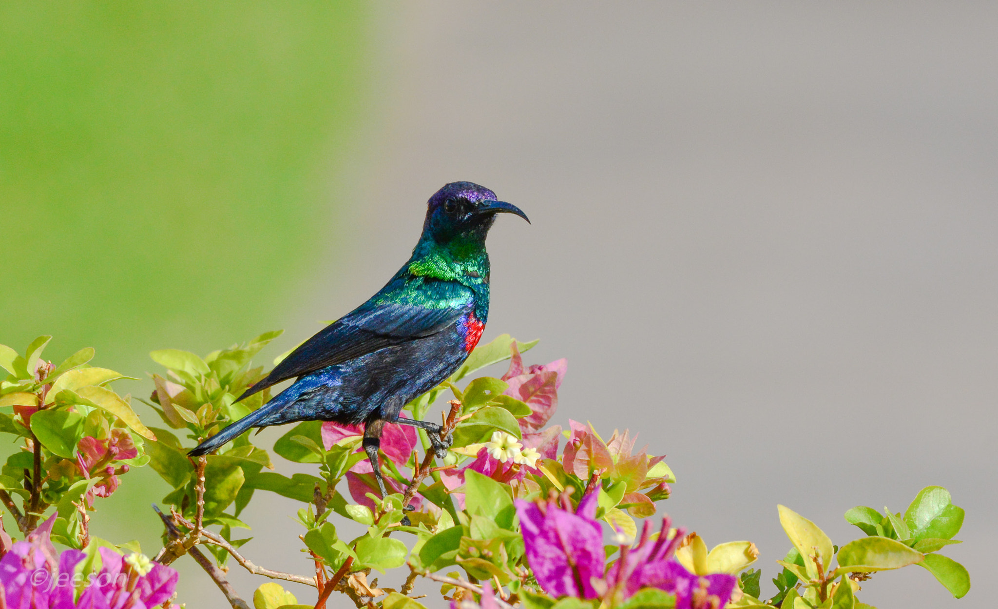 Nikon AF-S Nikkor 200-500mm F5.6E ED VR sample photo