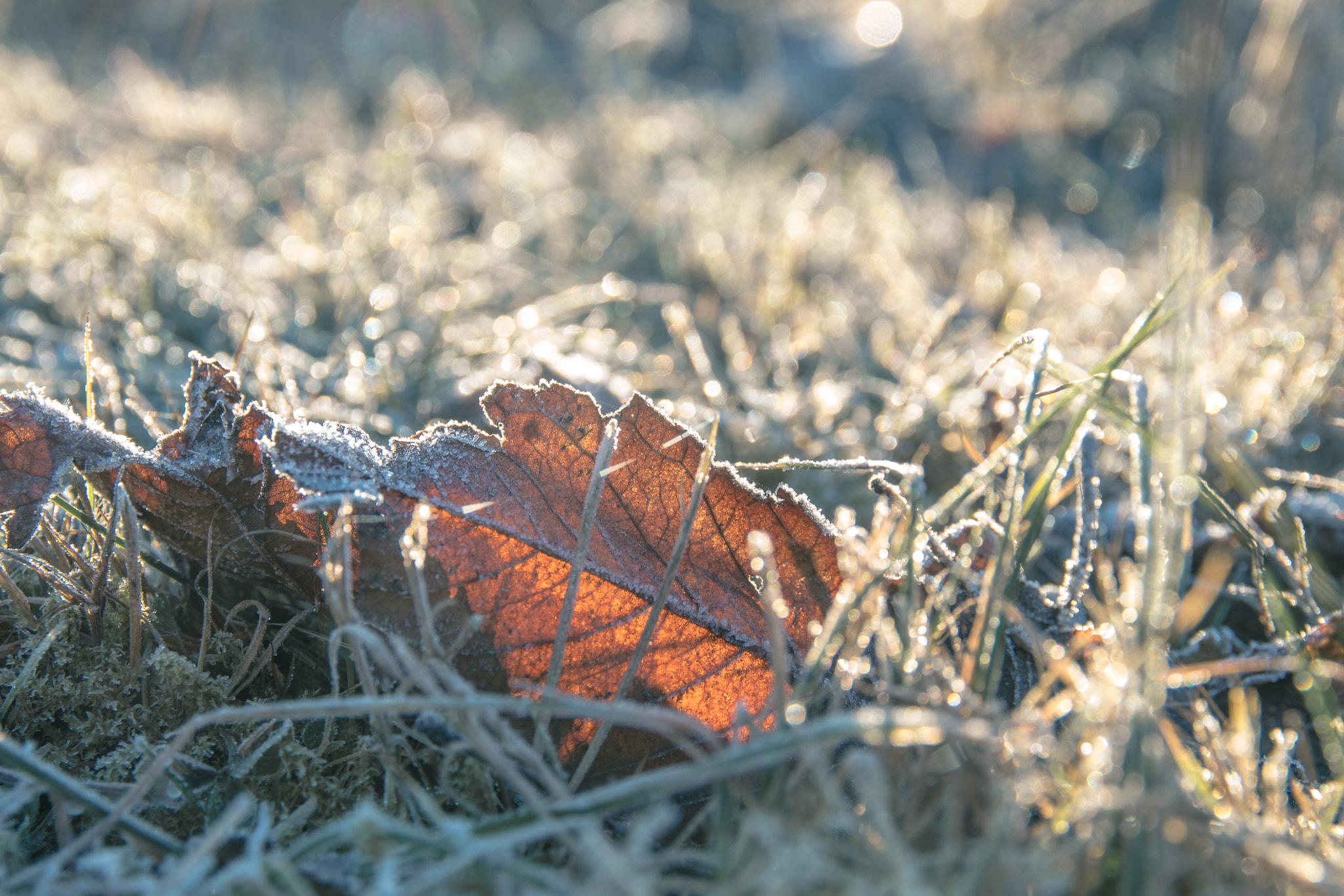 Pentax smc DA* 16-50mm F2.8 ED AL (IF) SDM sample photo. On a crisp winter morning photography