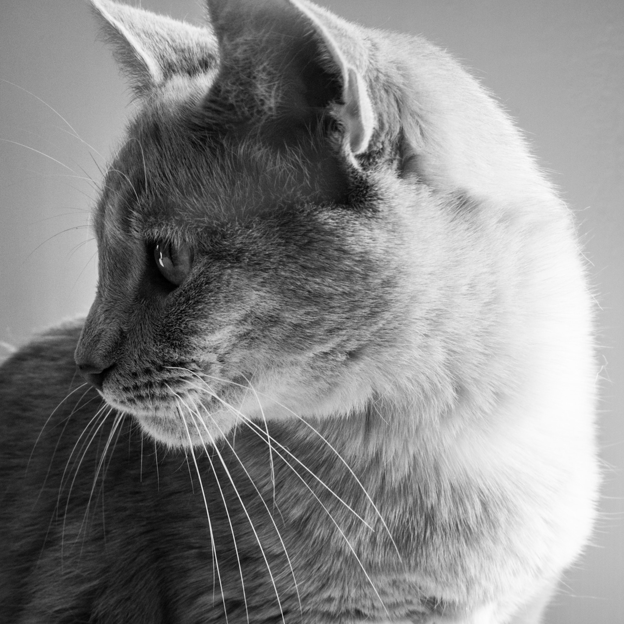 Panasonic Lumix DMC-GX85 (Lumix DMC-GX80 / Lumix DMC-GX7 Mark II) sample photo. Le félin urbain 2 photography