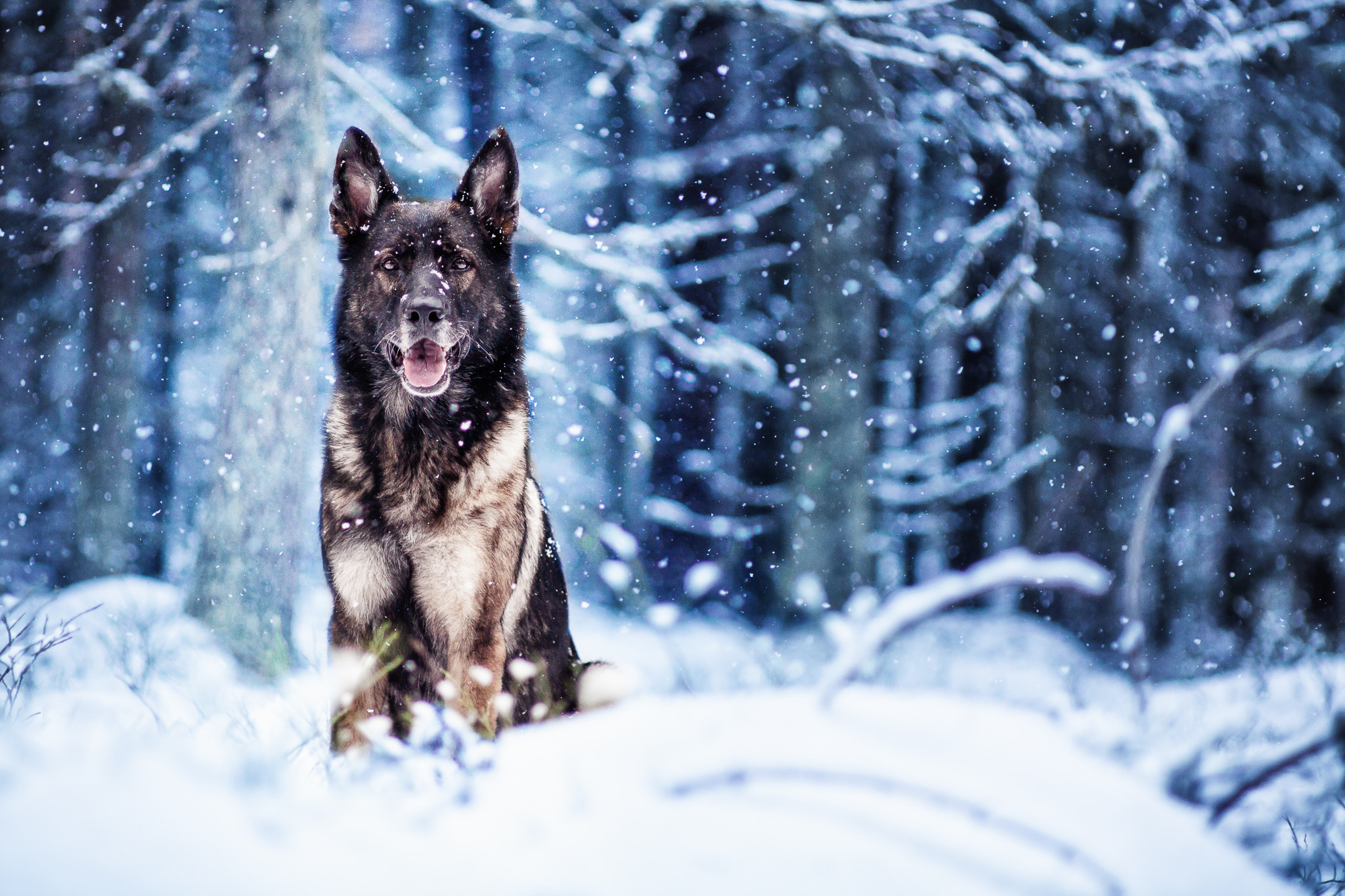 Canon EF 135mm F2.8 SF sample photo. And he sat in the winter wonderland, as the light snowfall covered his head photography