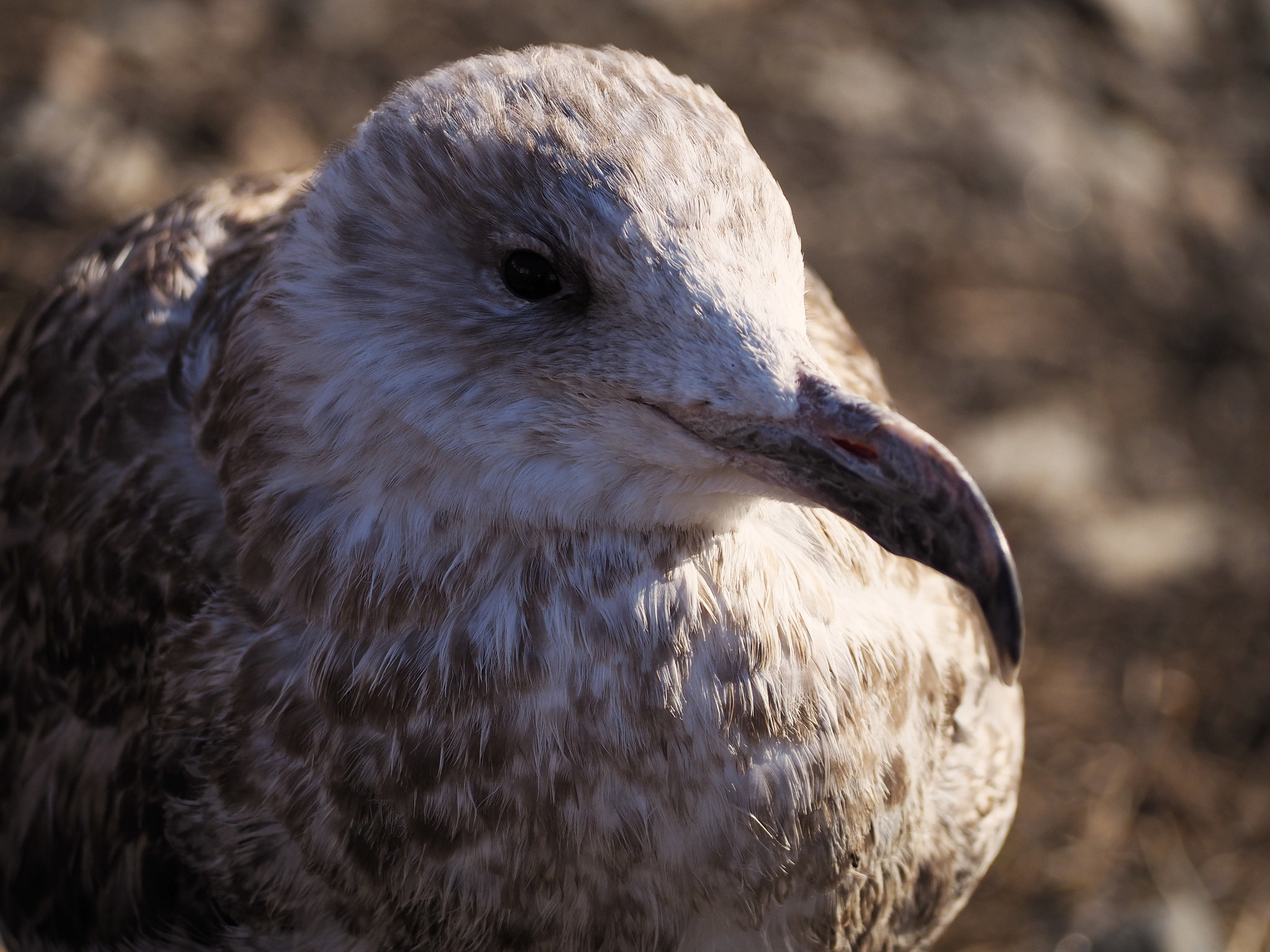 Olympus OM-D E-M10 II sample photo. Seagull? photography