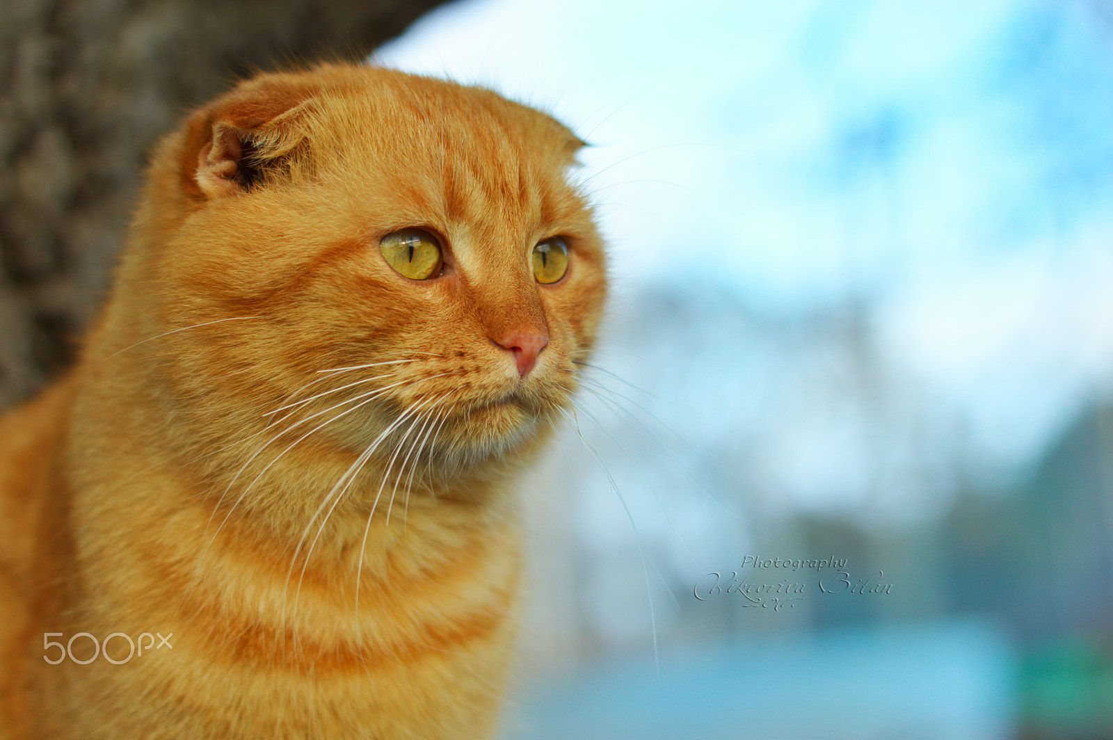 Nikon D3200 sample photo. копия photography