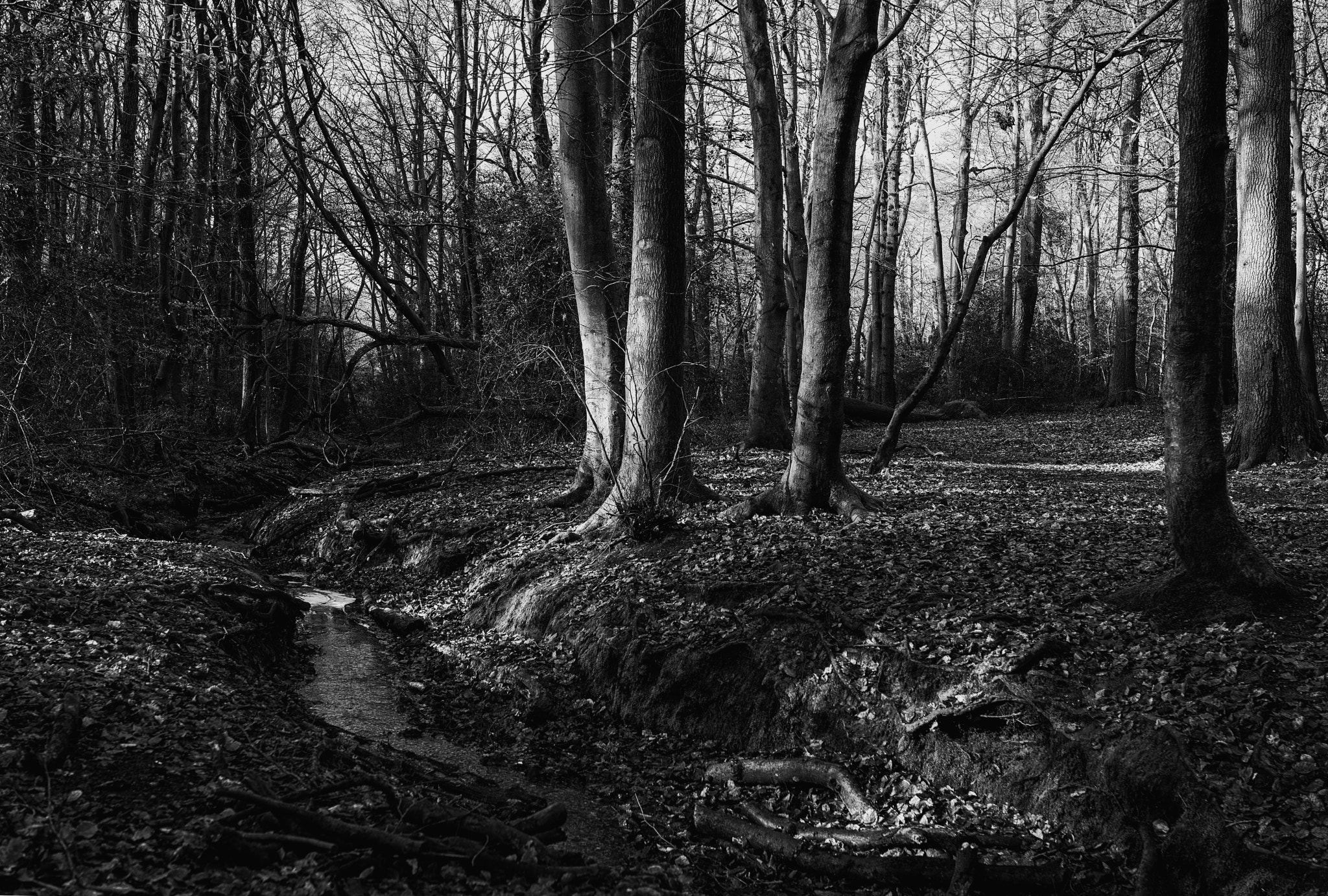 Nikon D800E sample photo. Darkwater creek photography
