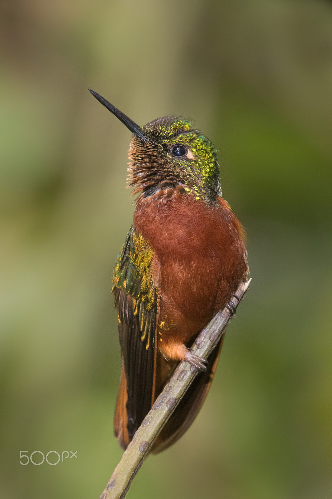 Canon EF 600mm F4L IS II USM sample photo. Chestnut-breasted coronet photography
