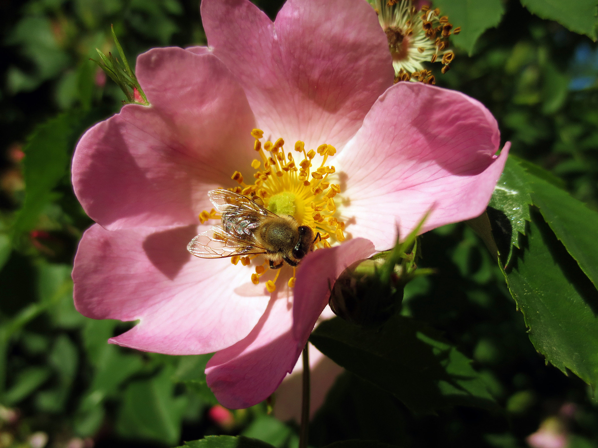 Canon PowerShot ELPH 110HS (PowerShot IXUS 125 HS) sample photo. A bee on a wild rose photography