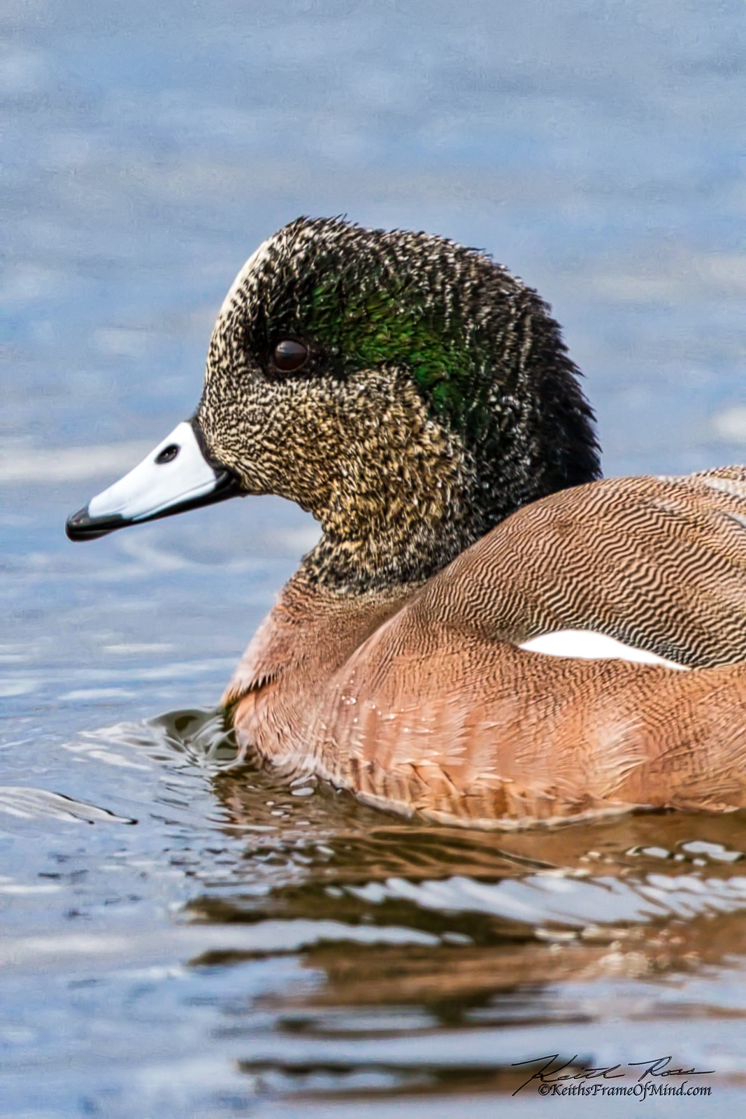 Canon EF 600mm F4L IS II USM sample photo. American wigeon photography