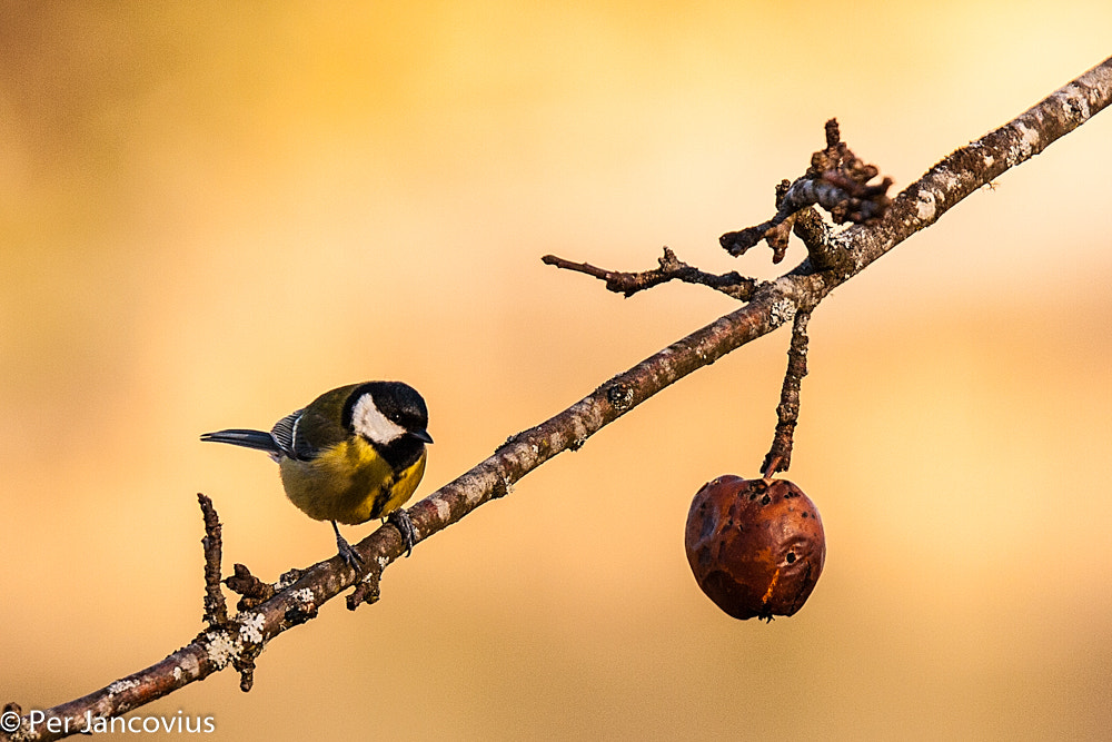 Tamron SP 150-600mm F5-6.3 Di VC USD sample photo. Great tit photography