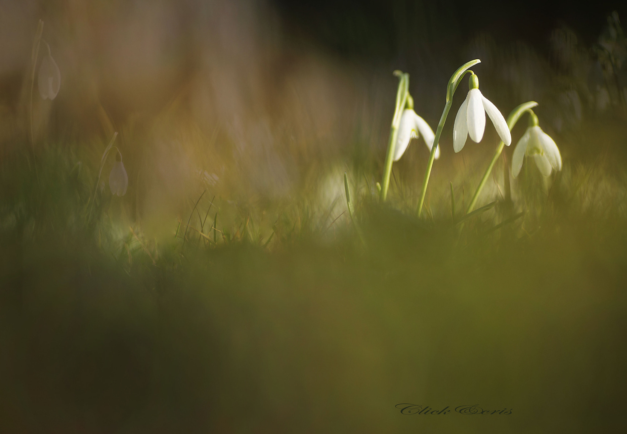 Nikon D600 sample photo. Perce neige photography