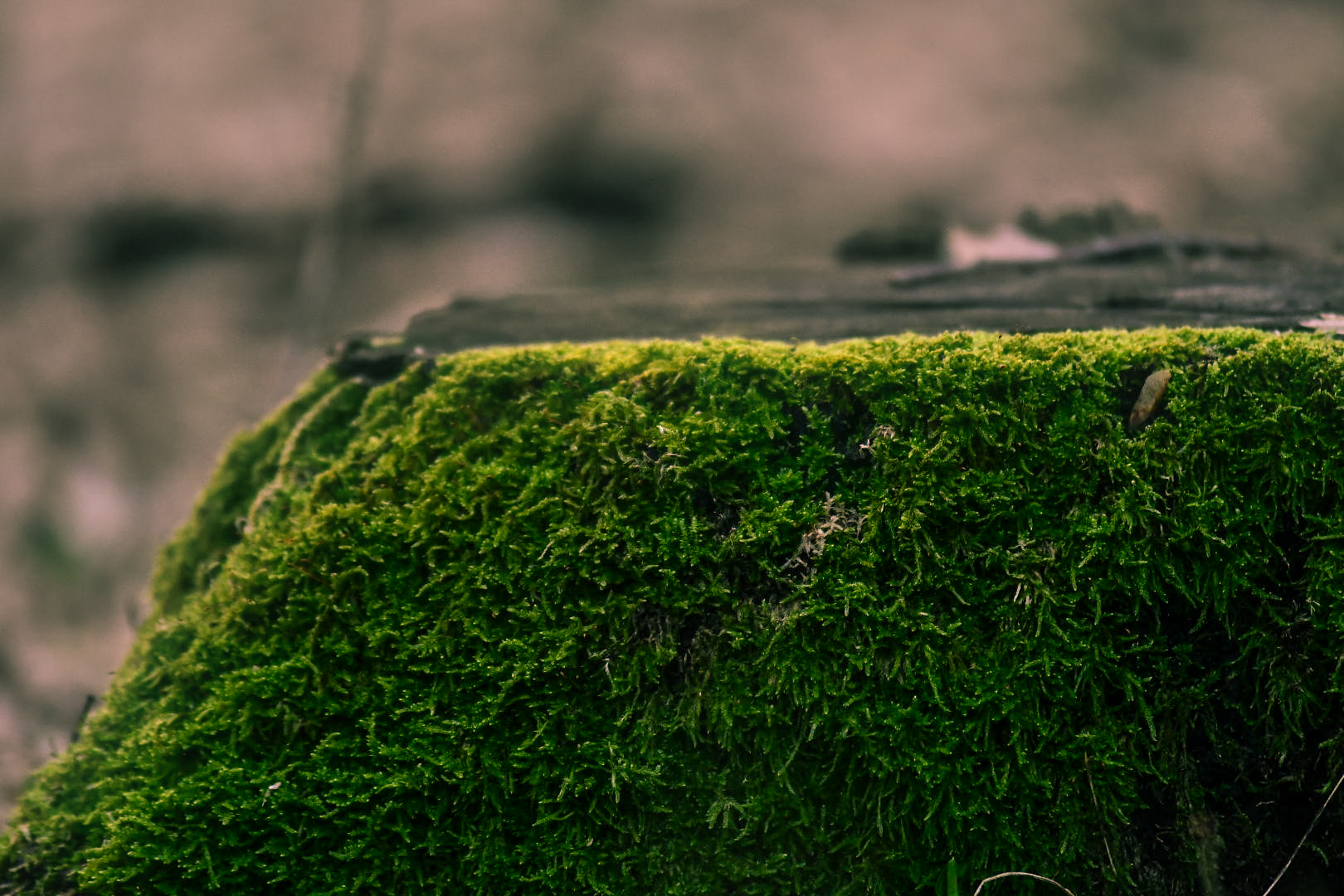 Nikon D500 sample photo. Green photography