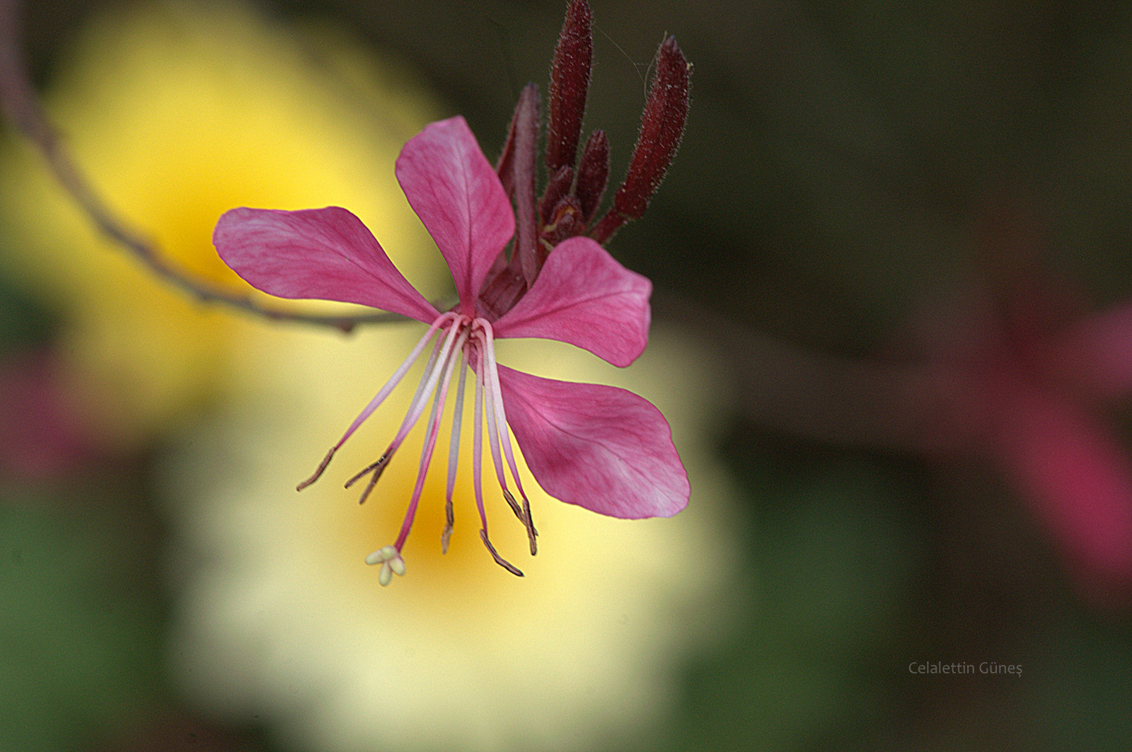 Nikon AF-S Micro-Nikkor 105mm F2.8G IF-ED VR sample photo. Spring photography