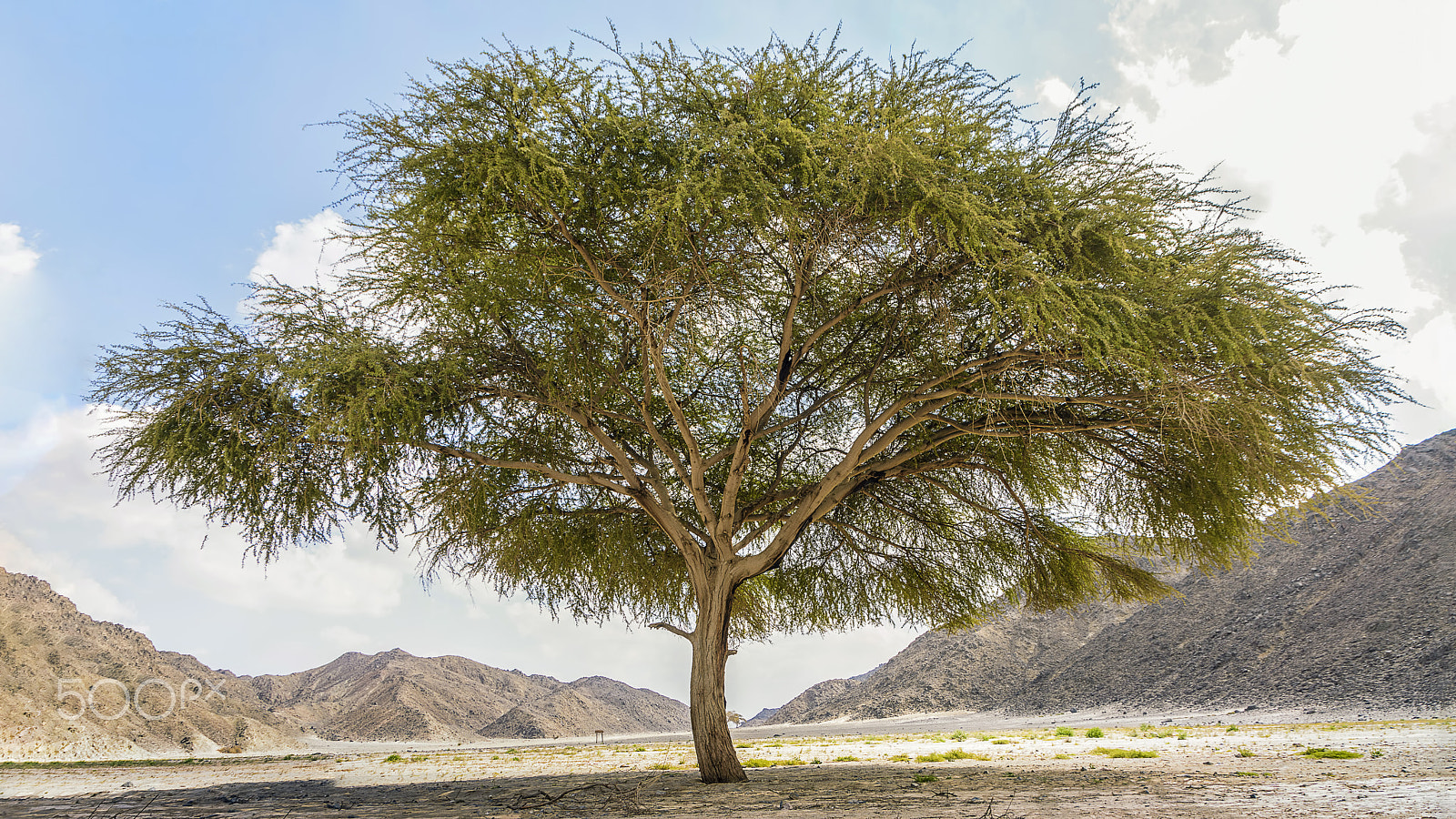 Nikon D7200 sample photo. Huge acacia tree panorama photography