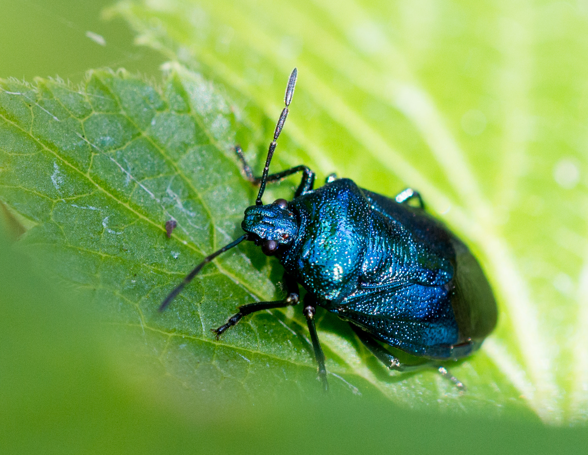 Nikon D800E + Sigma 150mm F2.8 EX DG OS Macro HSM sample photo. Blue shieldbug photography