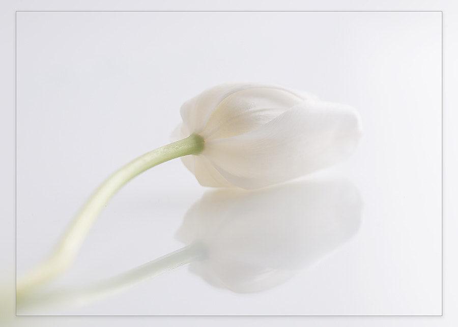 Sigma 150mm F2.8 EX DG OS Macro HSM sample photo. Tulip photography