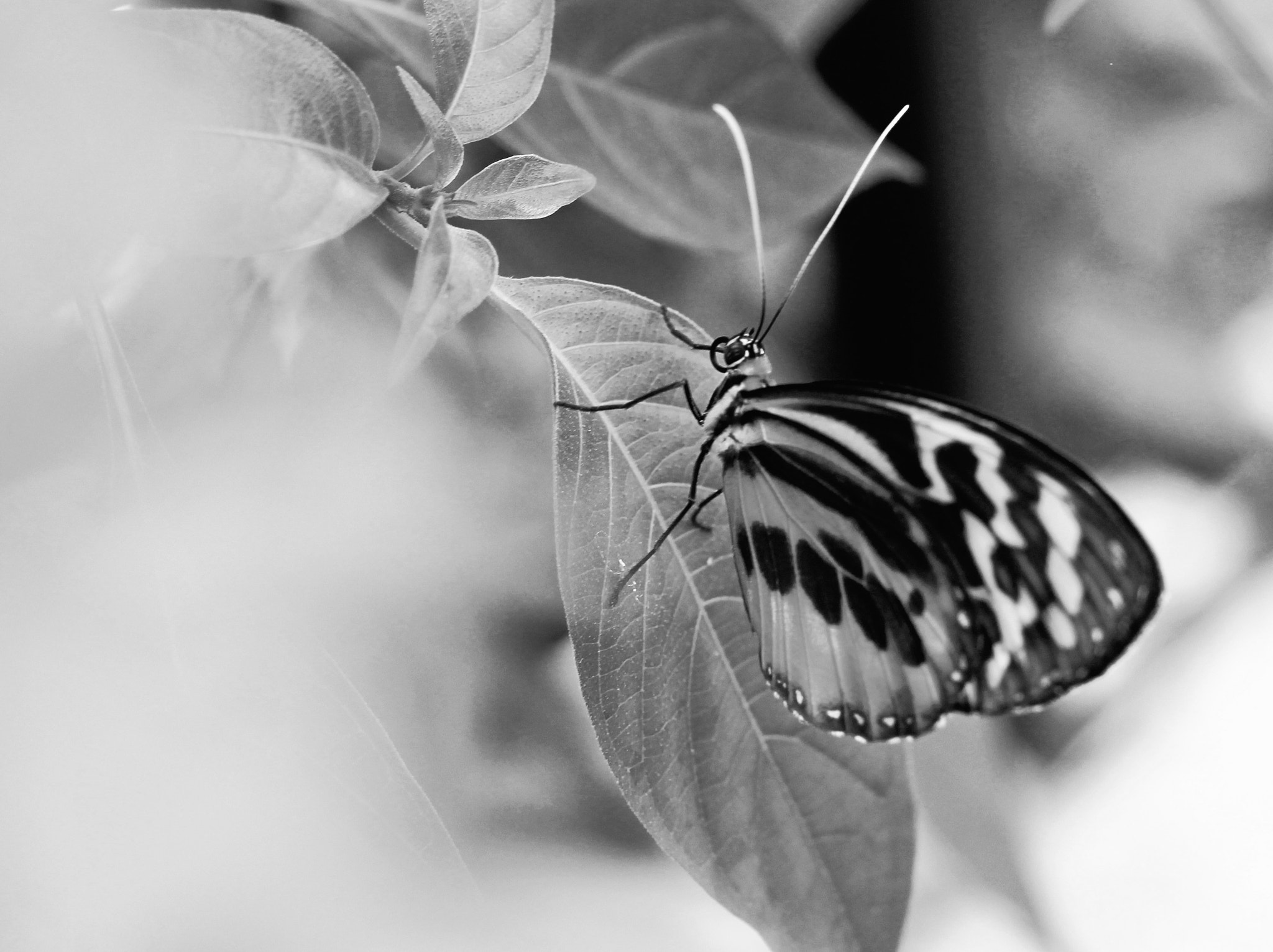 Canon EOS 650D (EOS Rebel T4i / EOS Kiss X6i) + Canon EF 50mm F1.8 II sample photo. Butterfly in black and white photography