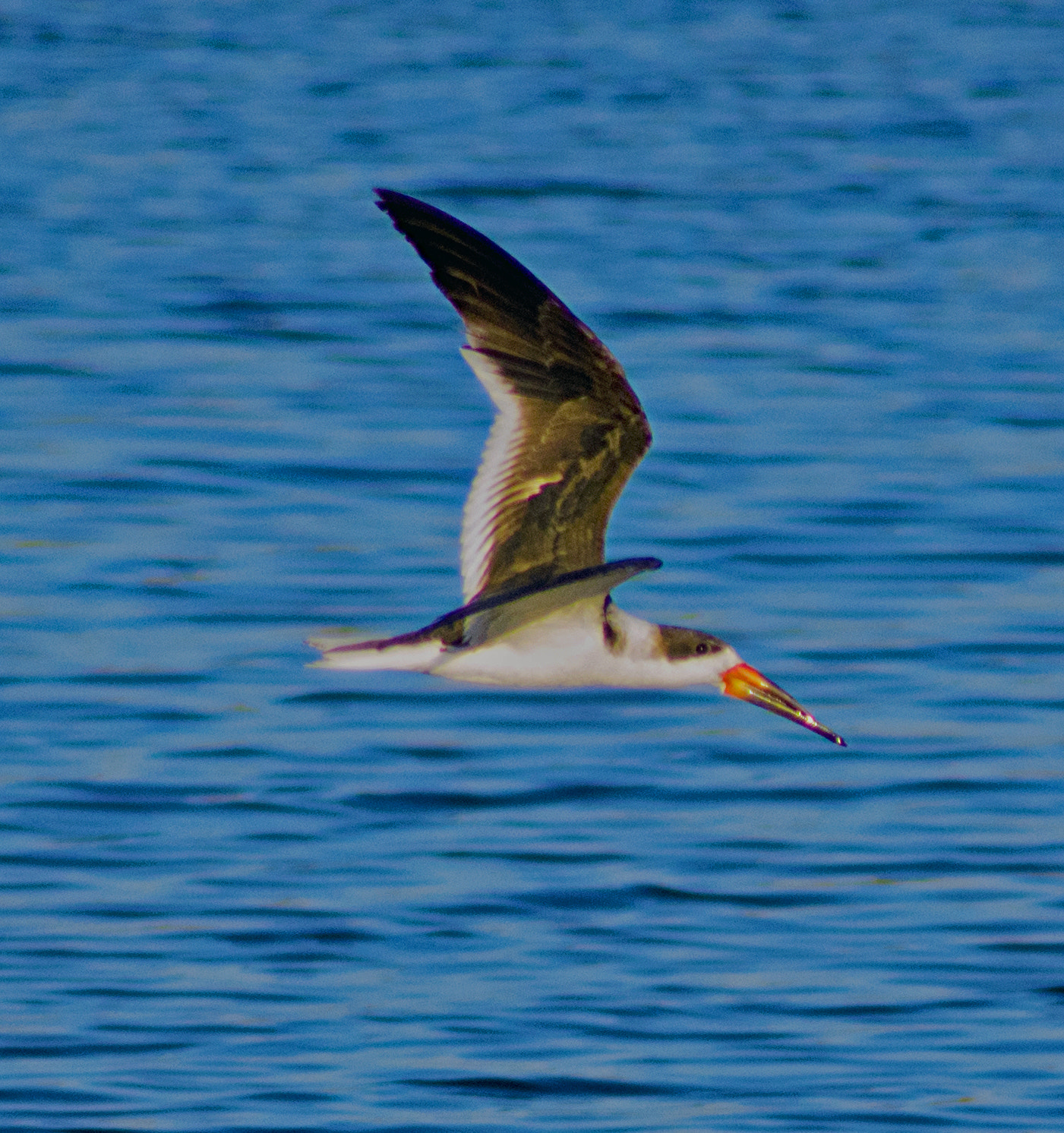 Nikon D810 sample photo. Skimmer making its round. photography