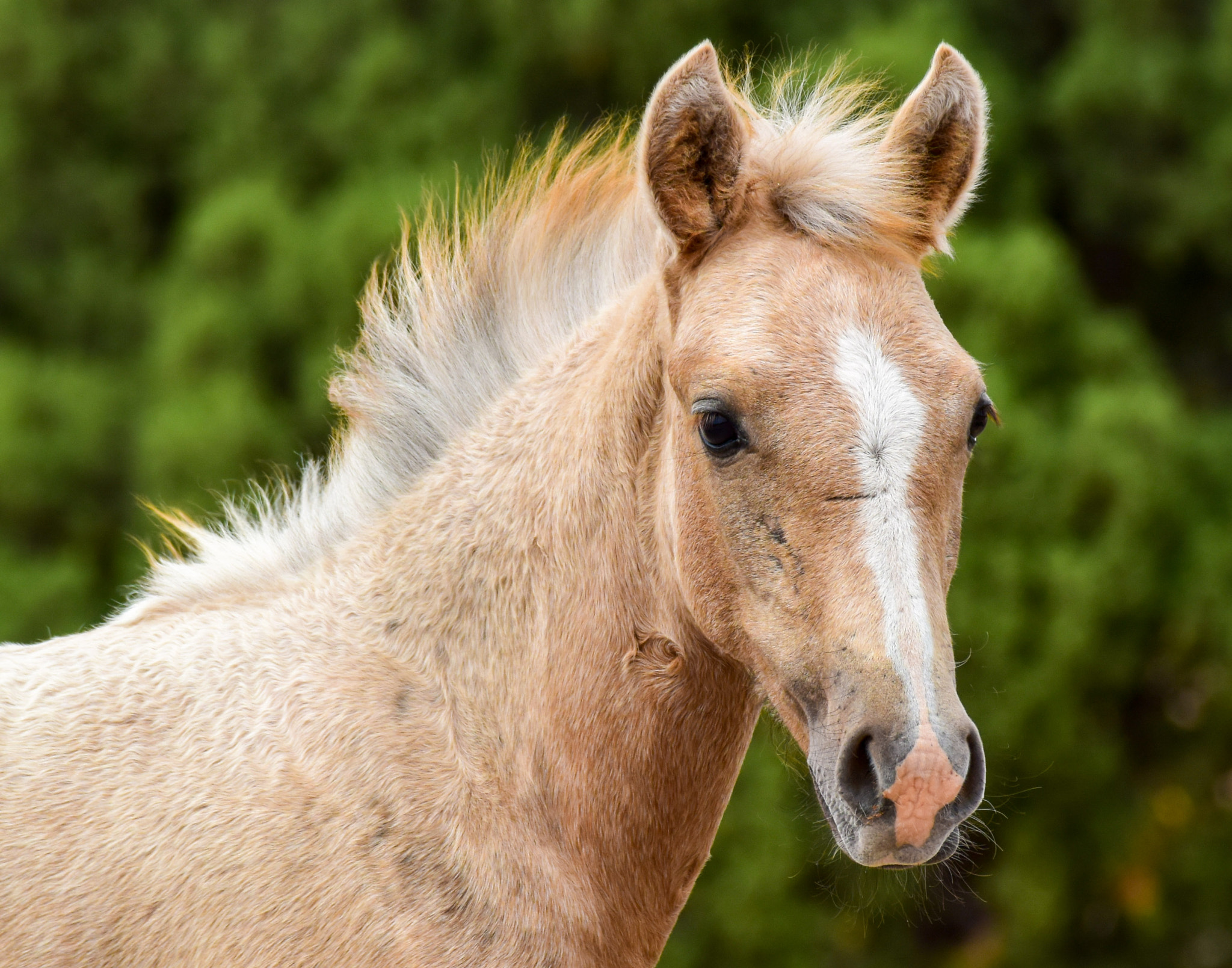 Nikon 1 Nikkor VR 70-300mm F4.5-5.6 sample photo. Palomino pony photography