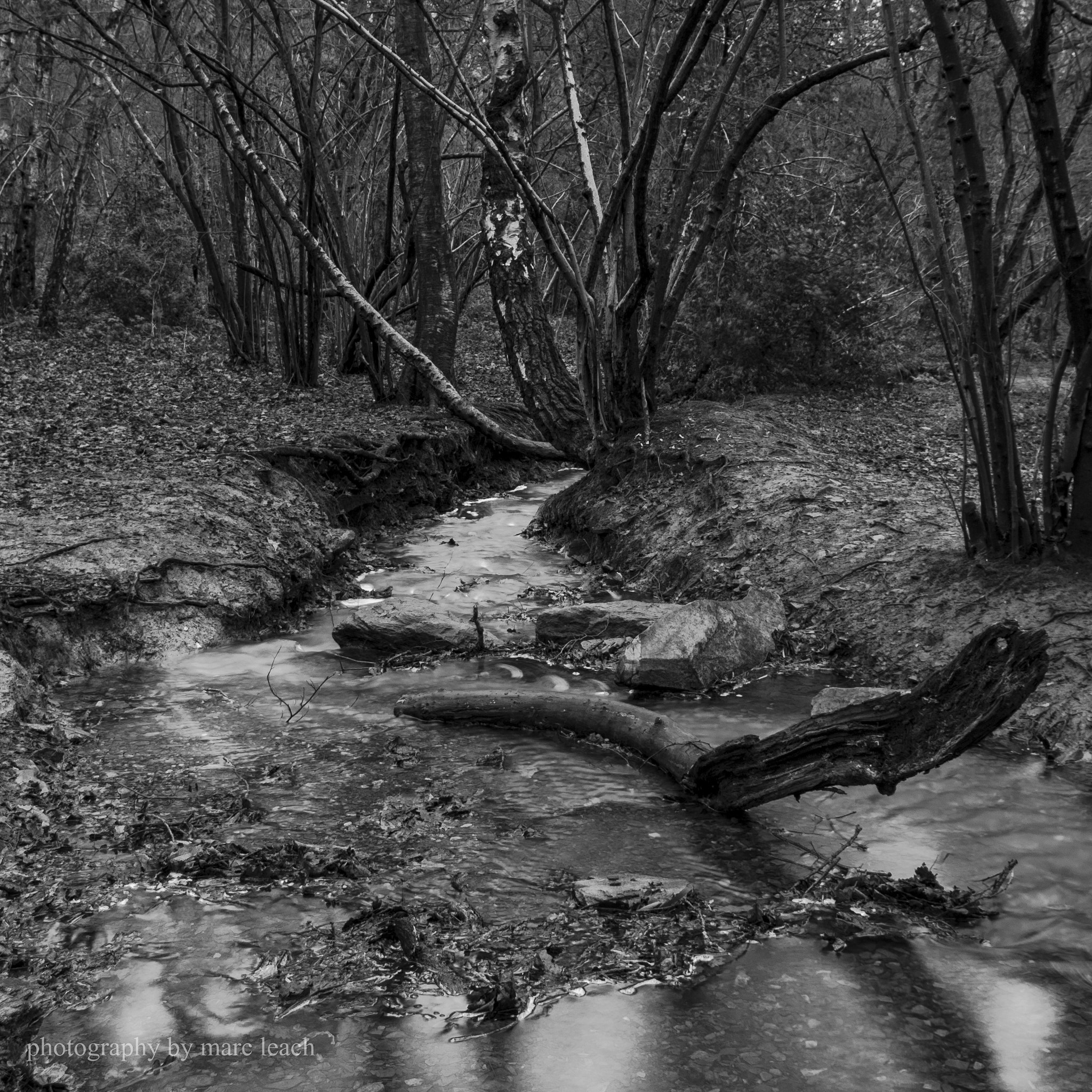 Nikon D200 sample photo. Swithland wood  photography
