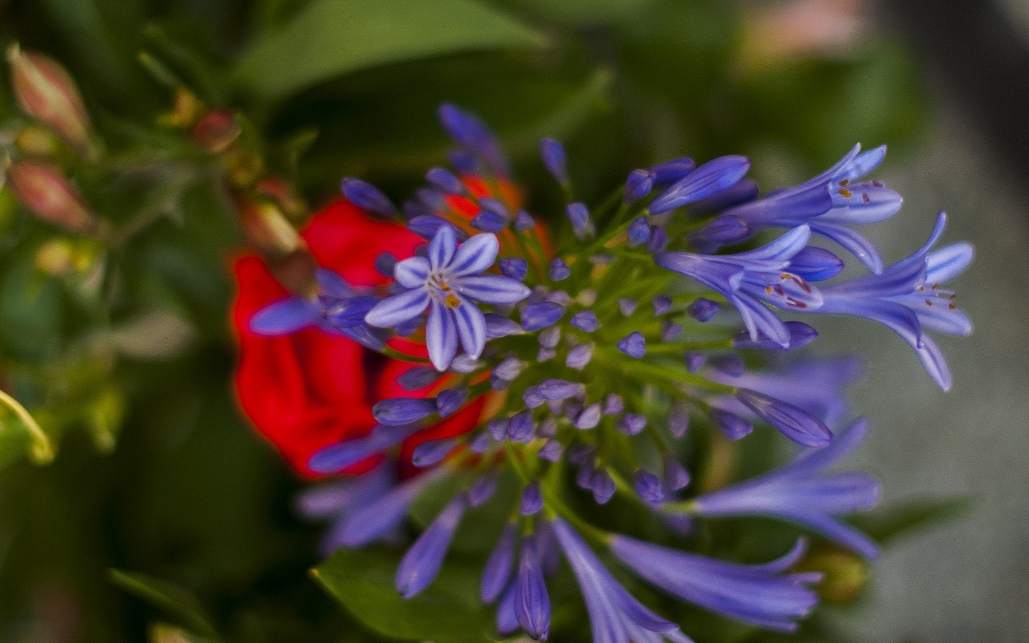 Nikon D90 + Nikon AF-S Nikkor 50mm F1.4G sample photo. Flores photography