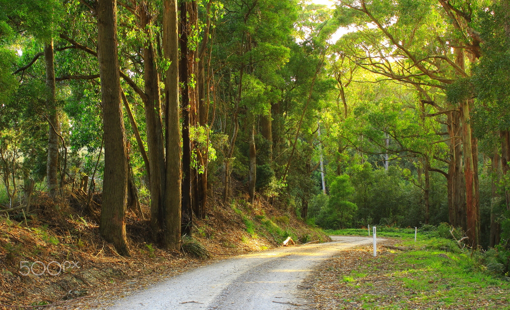 Canon EOS 60D sample photo. Mc lachlans rd photography