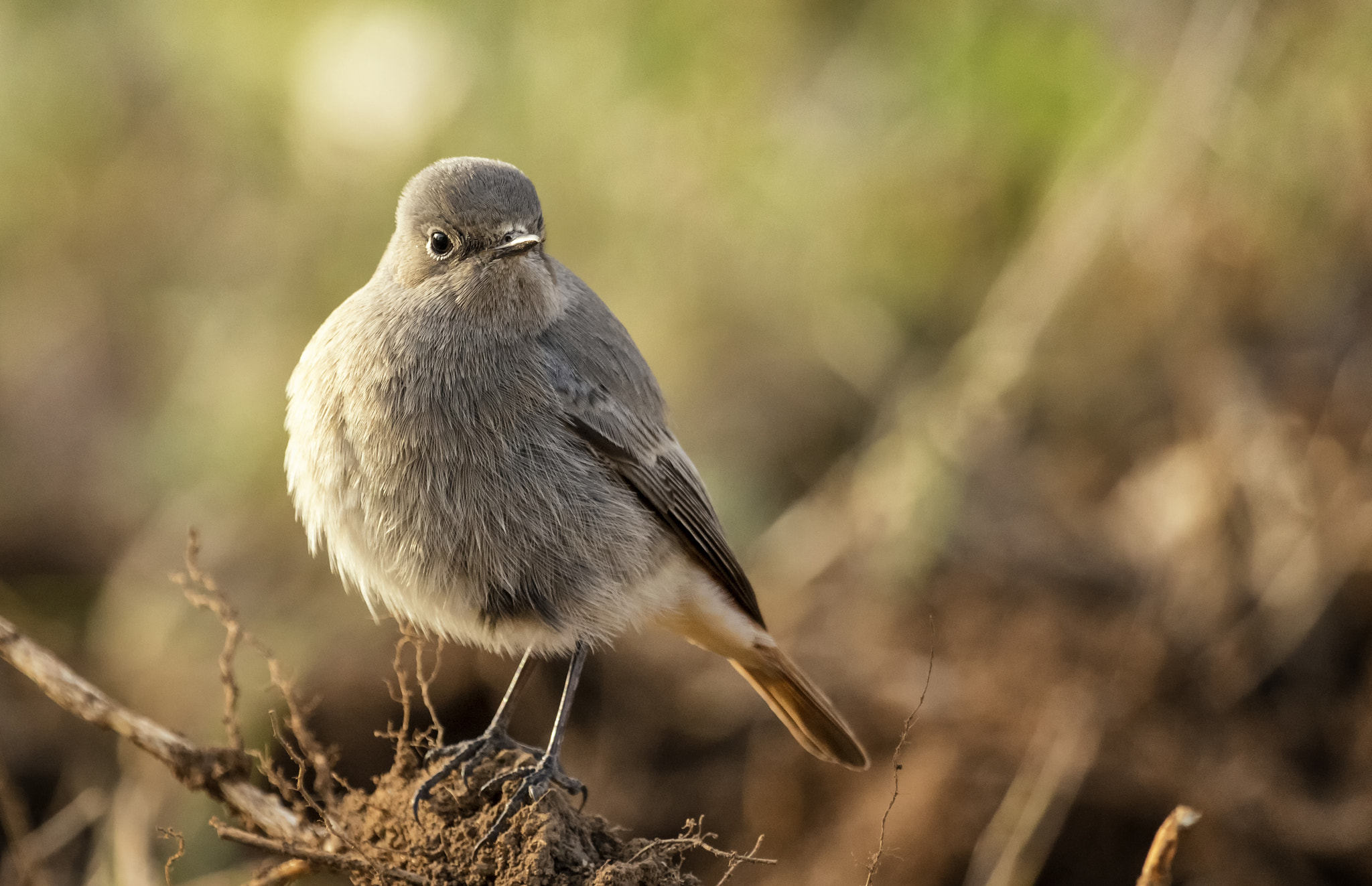Canon EF 100-400mm F4.5-5.6L IS USM sample photo. The little bird of black redstart photography