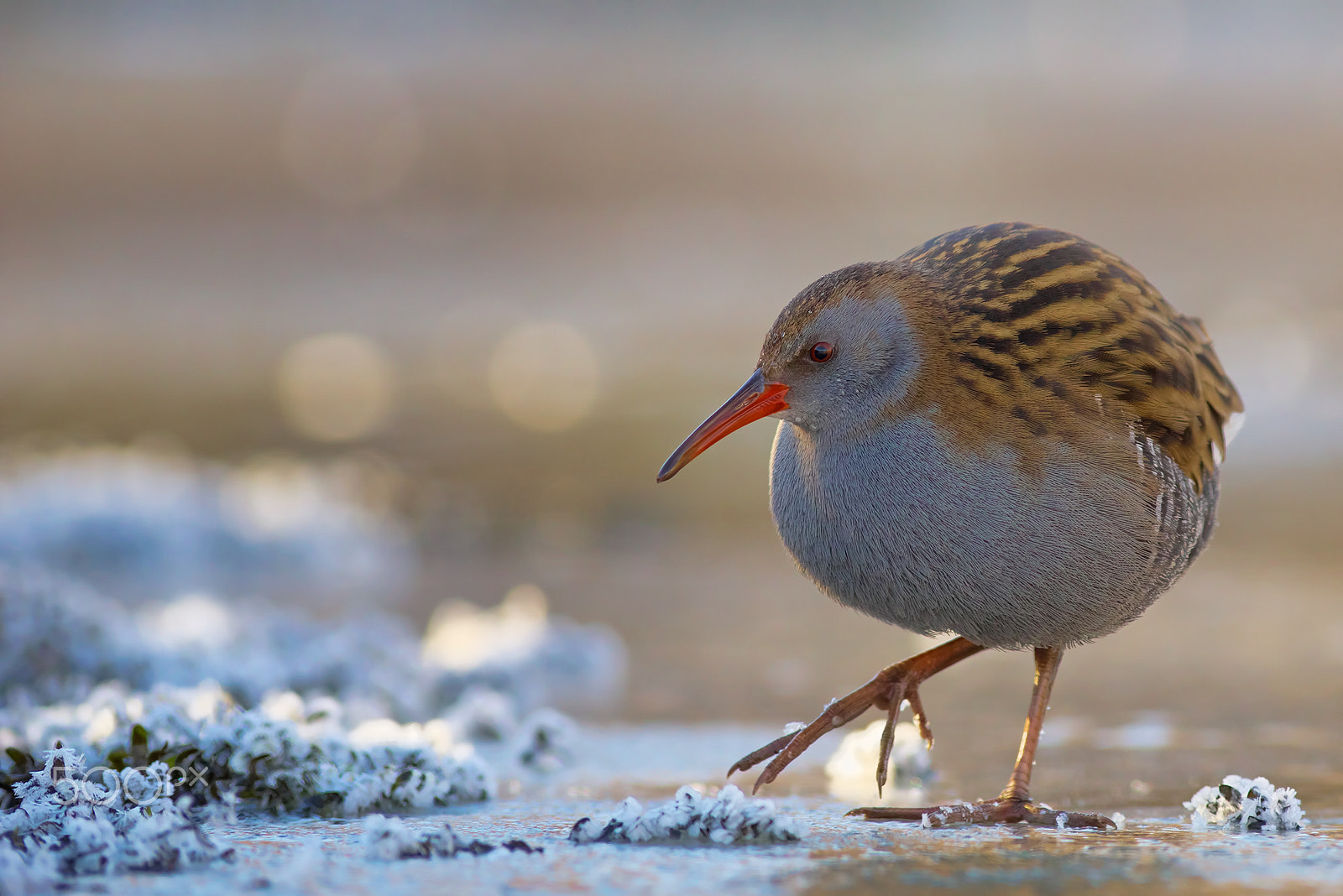 Pentax K-1 sample photo. Rallus aquaticus... photography