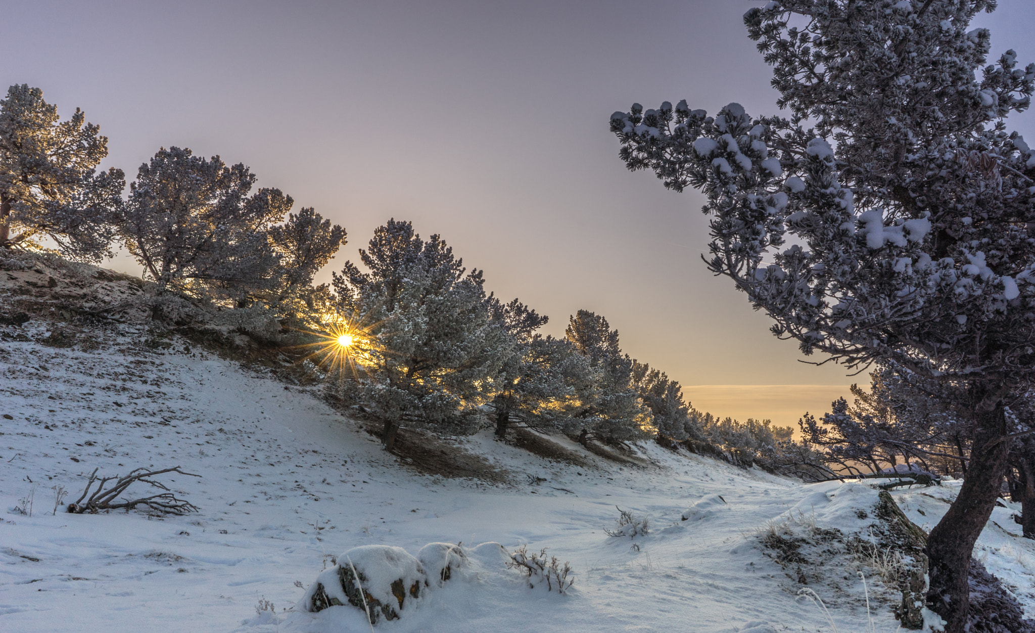 Sony FE 28mm F2 sample photo. Pines photography