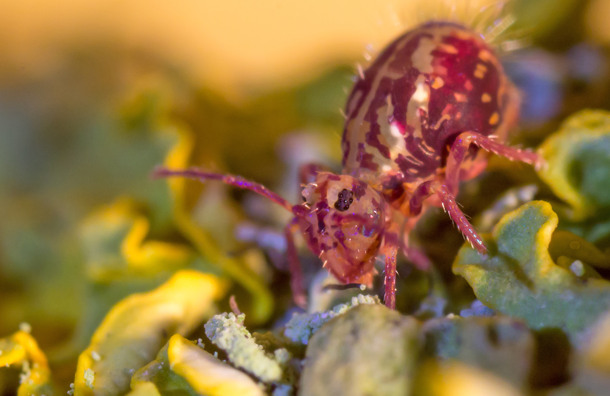 Canon EOS 60D sample photo. Springtail - collembola dicyrtomina photography