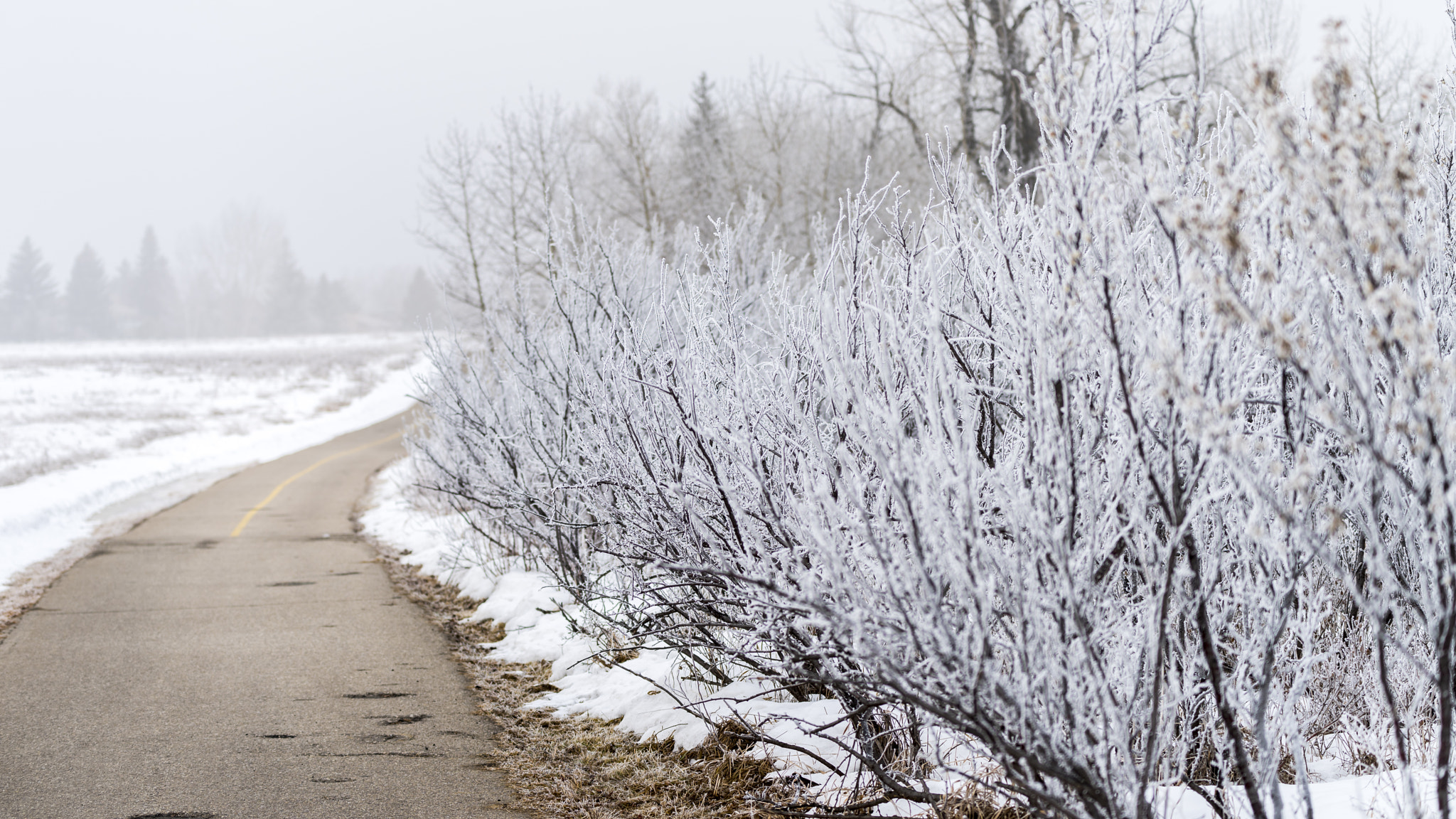 Nikon AF-S Nikkor 70-200mm F4G ED VR sample photo. Path with frost photography