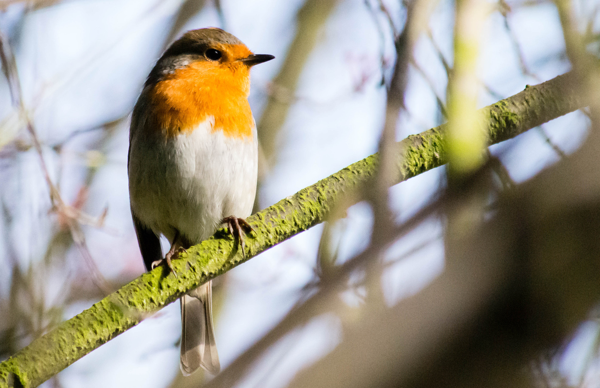 Sony 75-300mm F4.5-5.6 sample photo. Robin photography