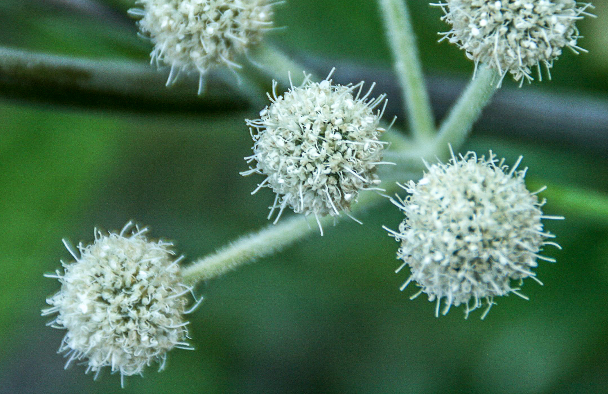 Canon EOS 400D (EOS Digital Rebel XTi / EOS Kiss Digital X) sample photo. White buds photography