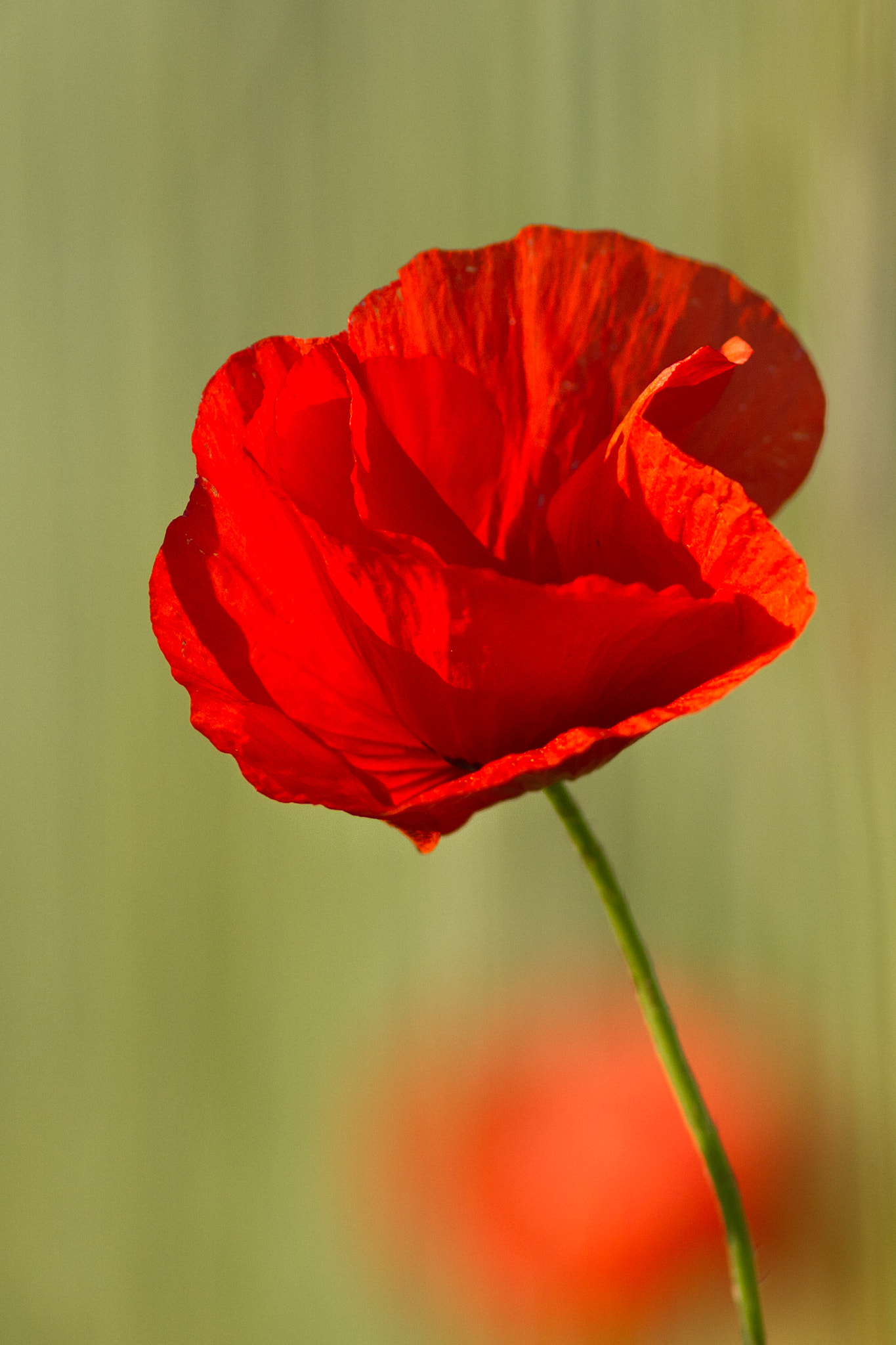 Canon EOS 7D + Canon EF 300mm F4L IS USM sample photo. Flower photography