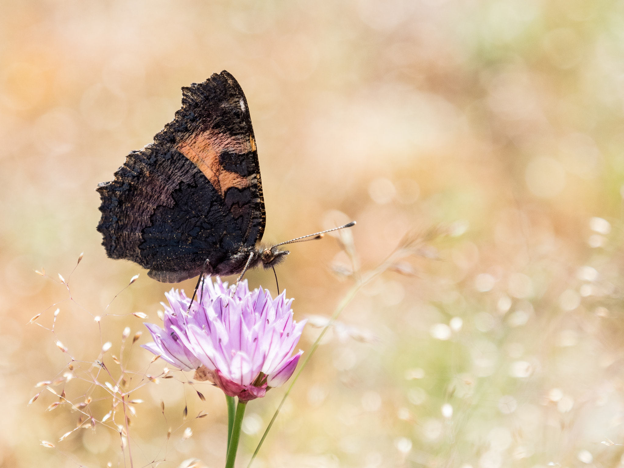 Olympus OM-D E-M5 II + Olympus M.Zuiko Digital ED 40-150mm F2.8 Pro sample photo. Colorful butterfly small tortoiseshell (aglais urticae) on a flo photography