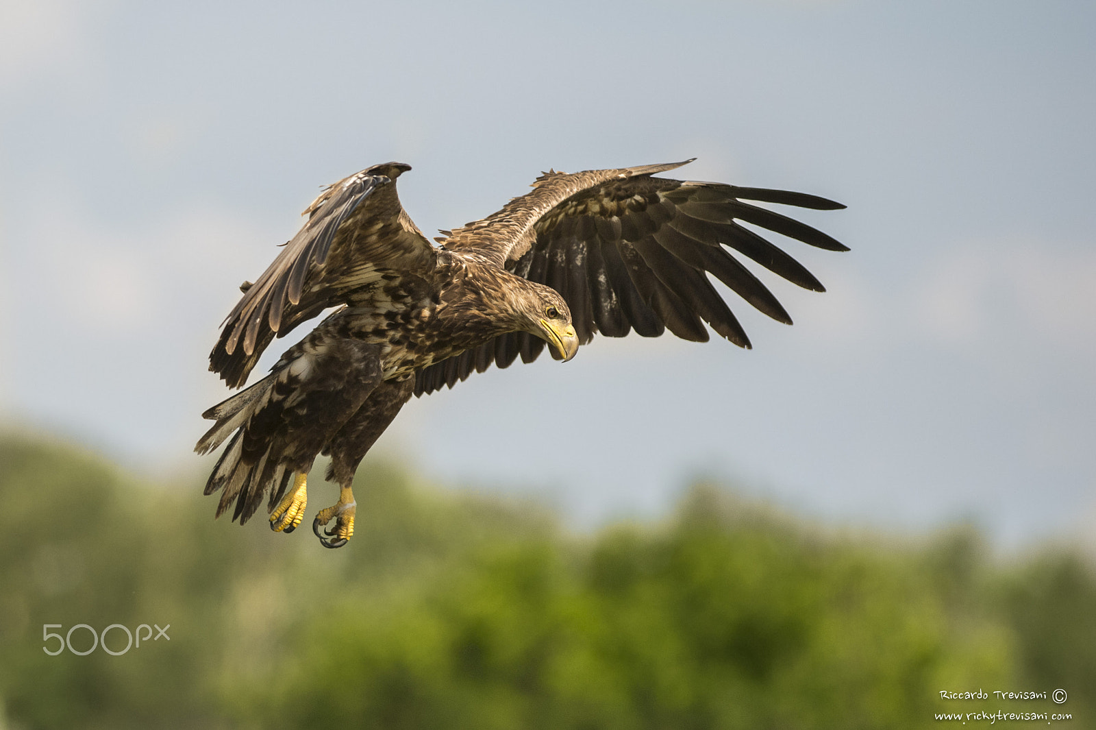 Nikon AF-S Nikkor 300mm F2.8G ED VR II sample photo. Landing photography
