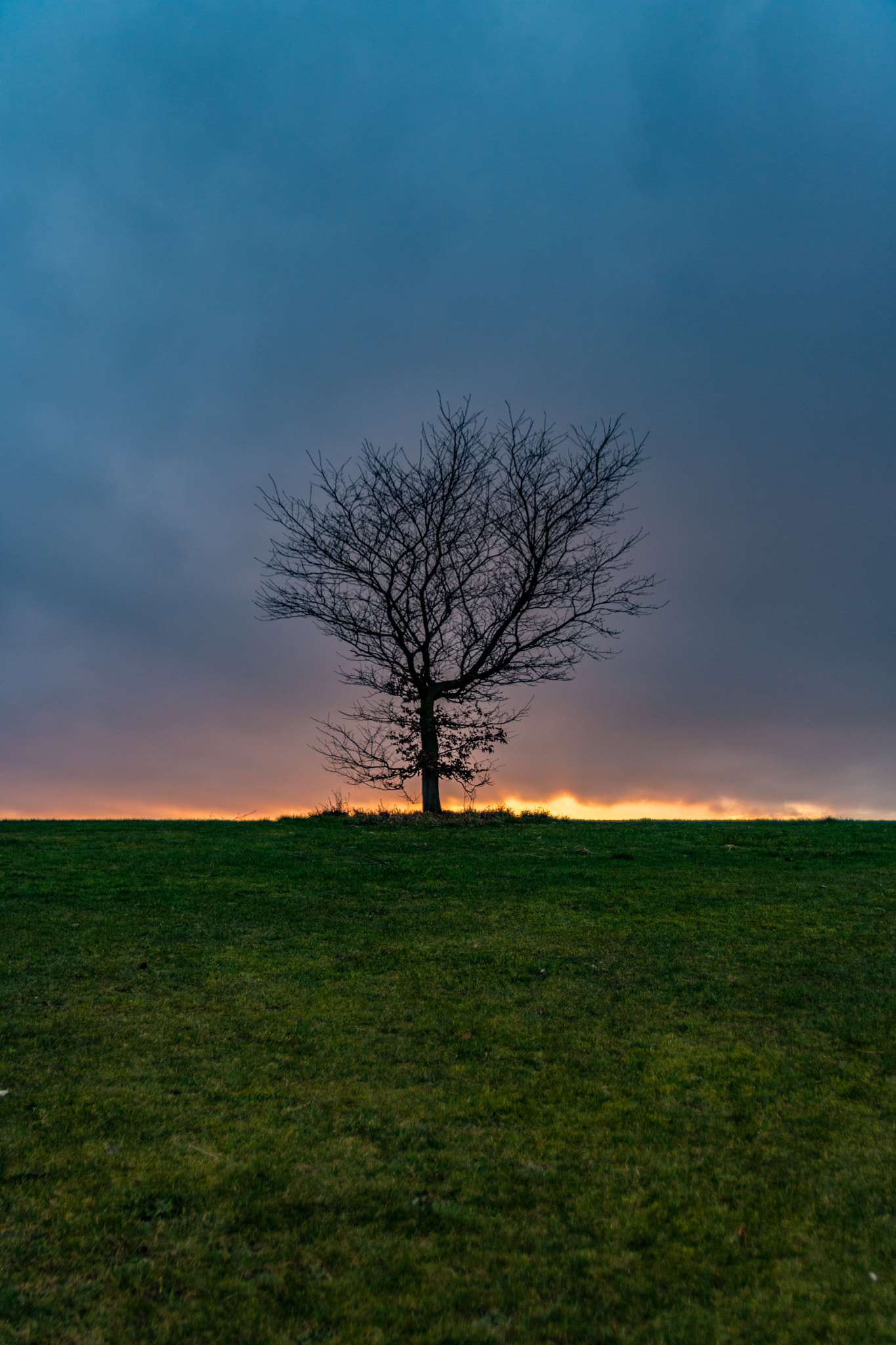 Canon EOS 750D (EOS Rebel T6i / EOS Kiss X8i) sample photo. Lonely tree photography
