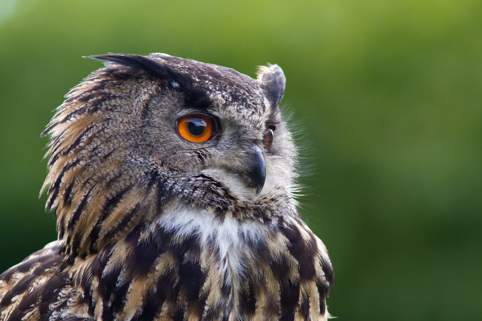 Canon EOS 7D + Canon EF 300mm F4L IS USM sample photo. Owl photography