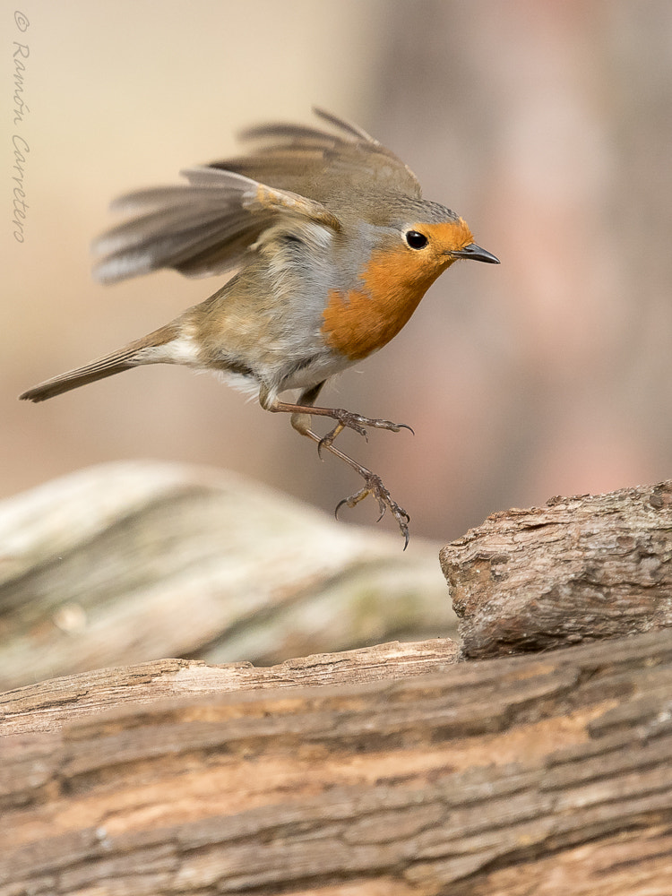 Olympus PEN E-PL7 + Olympus M.Zuiko Digital ED 40-150mm F2.8 Pro sample photo. European robin landing photography