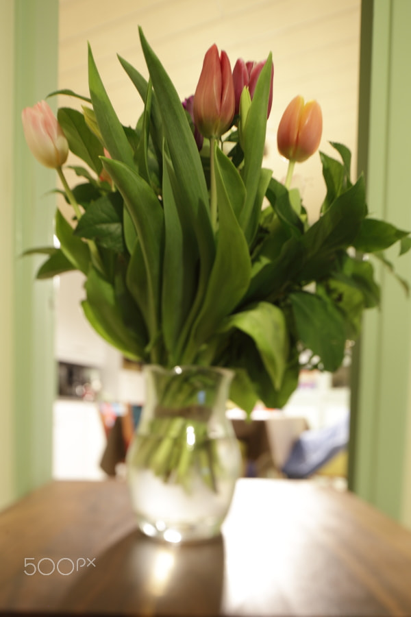 Canon TS-E 24.0mm f/3.5 L II sample photo. Tulip photography