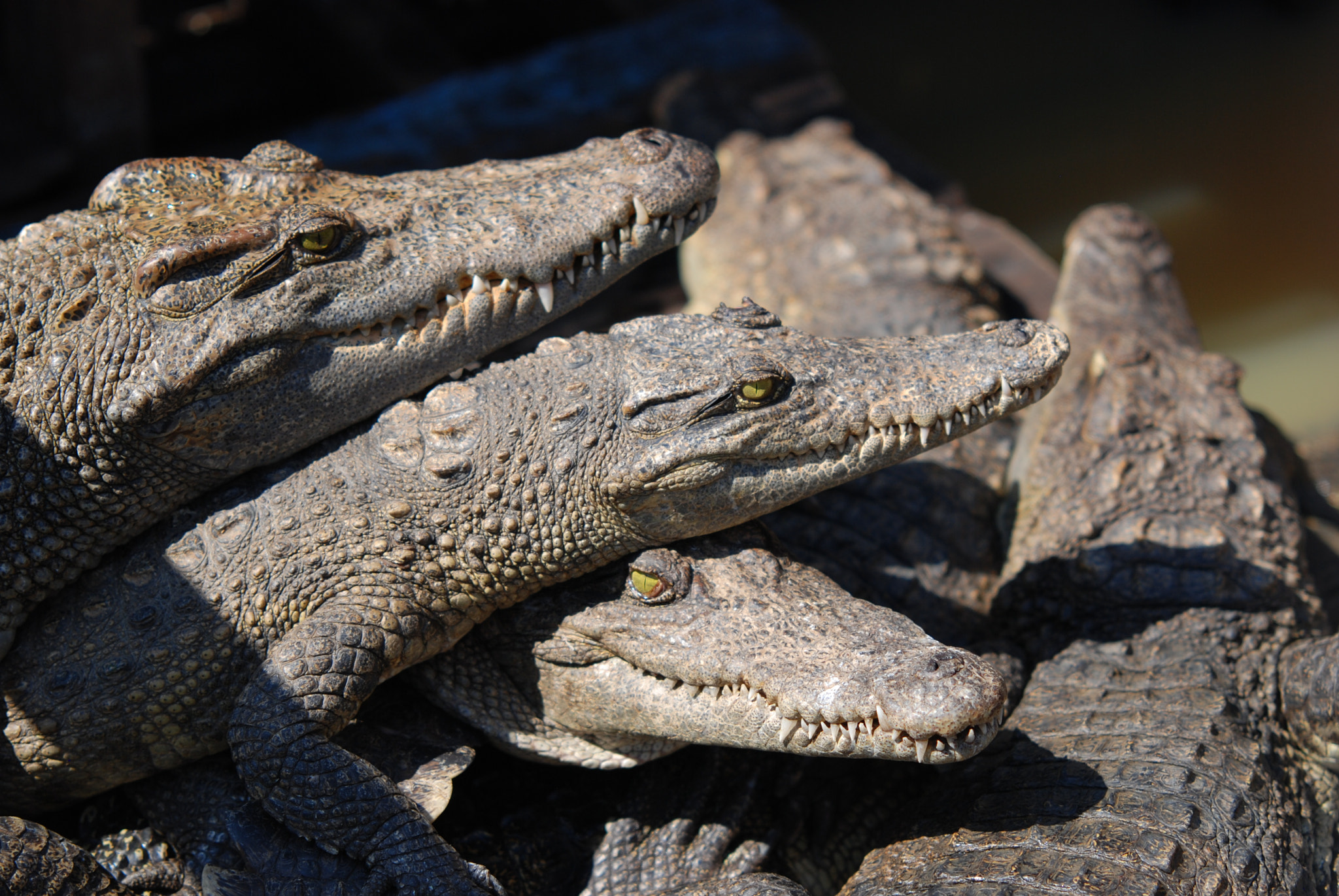 Nikon D80 + Sigma 70-200mm F2.8 EX DG Macro HSM II sample photo. Crocodile thailand photography