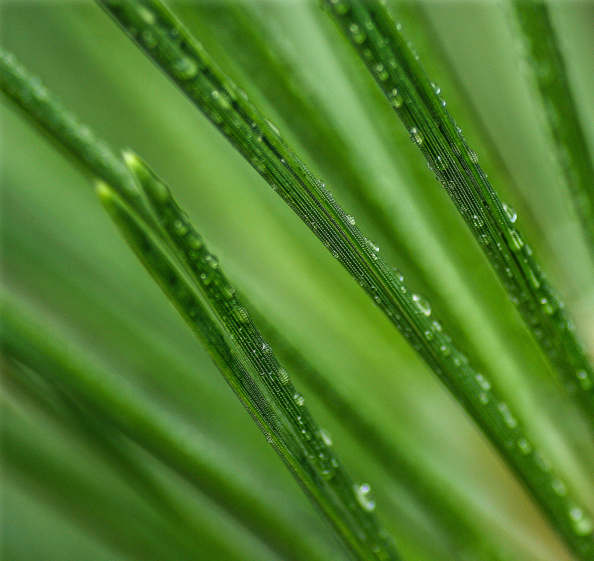 Canon EOS 40D + Tamron SP AF 90mm F2.8 Di Macro sample photo. Pine needles photography