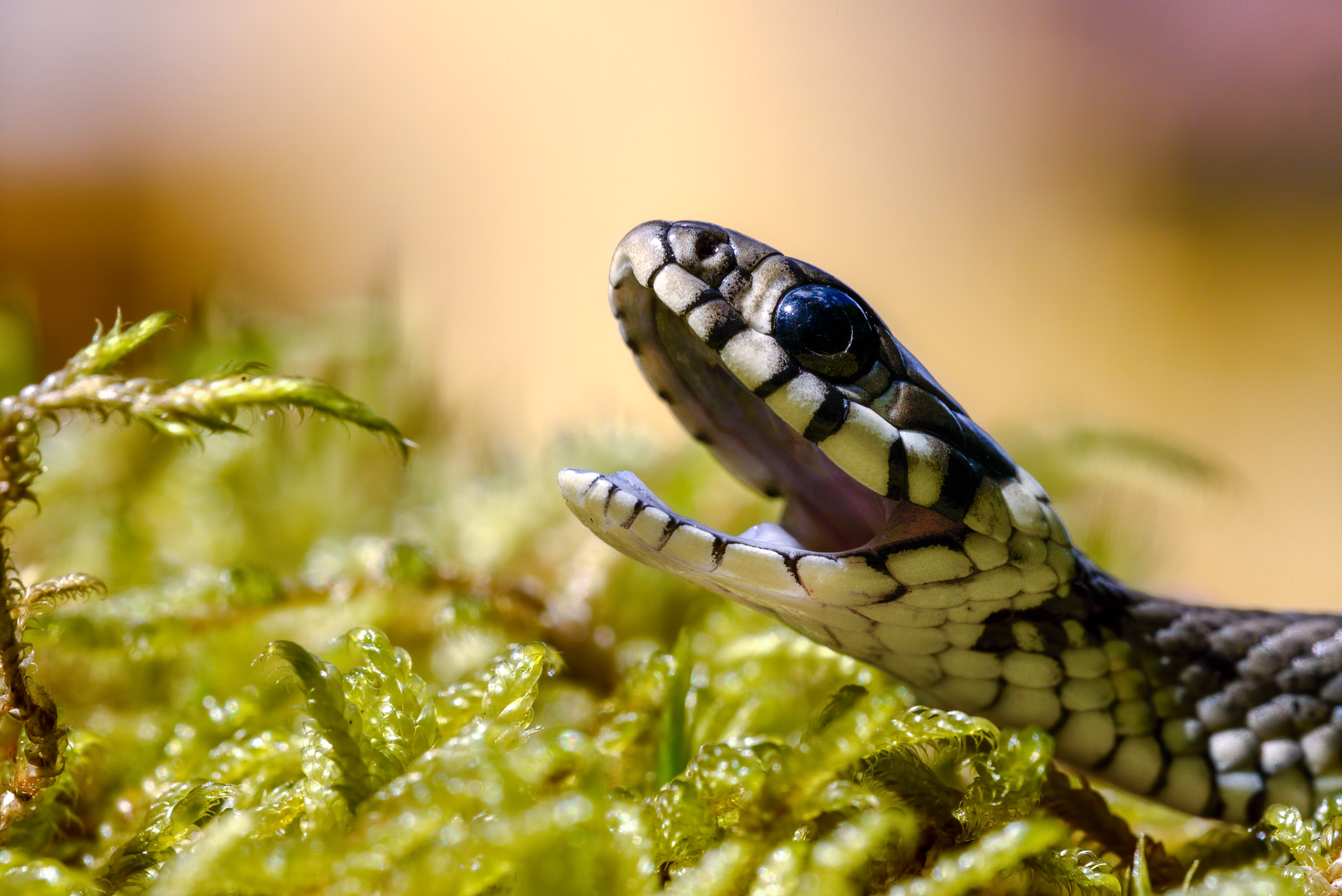 Sigma 150mm F2.8 EX DG OS Macro HSM sample photo. Grass snake photography