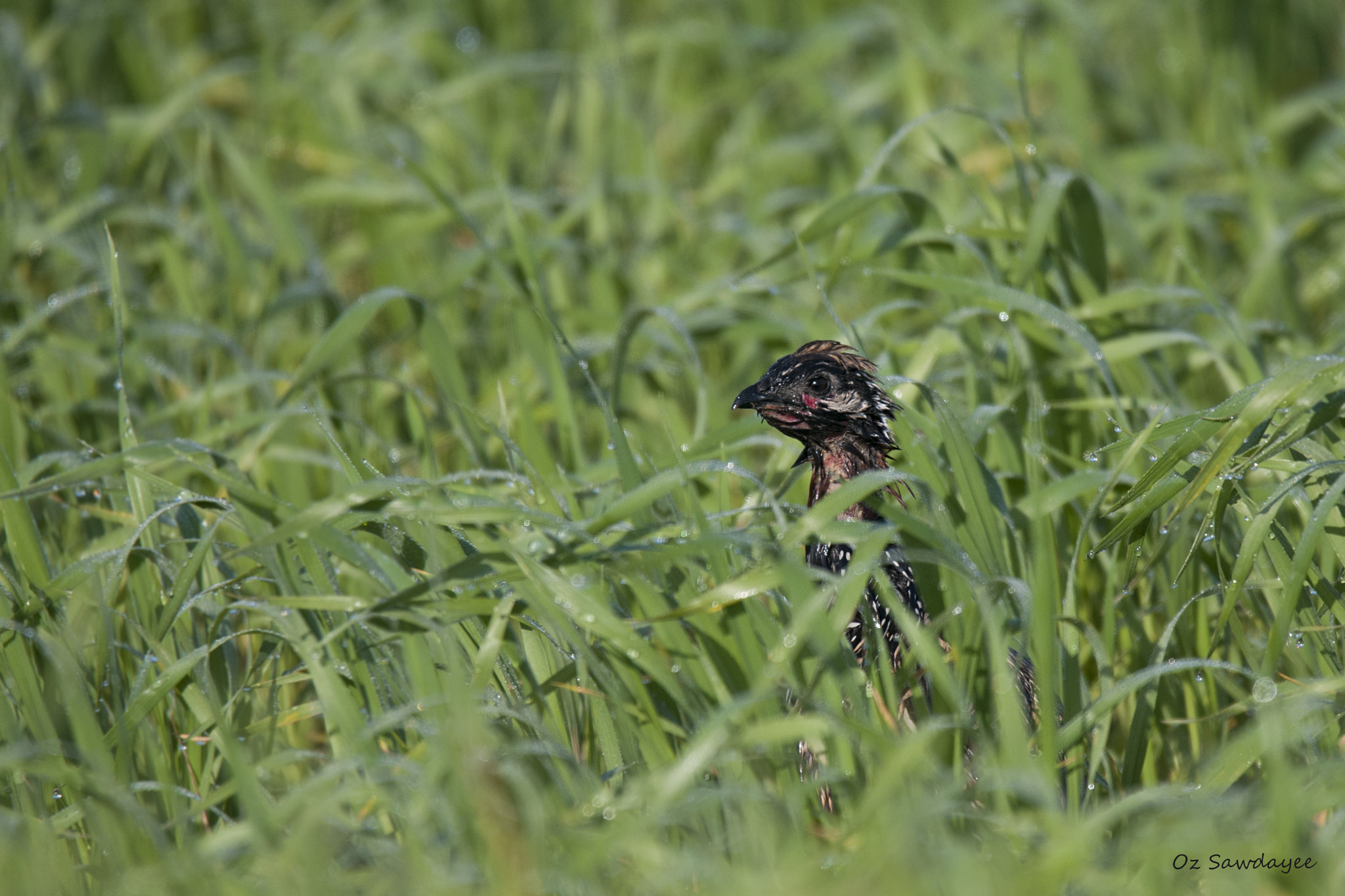 Nikon D300S sample photo. The black francolin photography