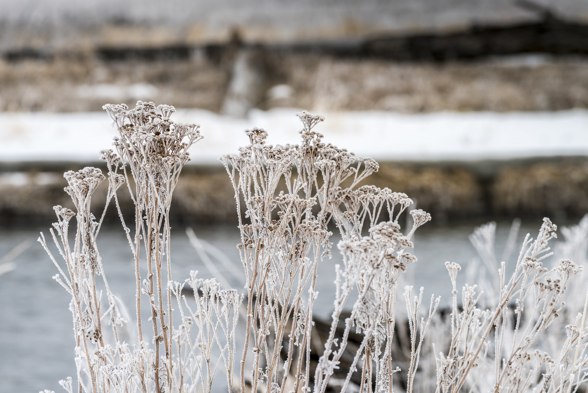 Nikon AF-S Nikkor 70-200mm F4G ED VR sample photo. Frosty day photography