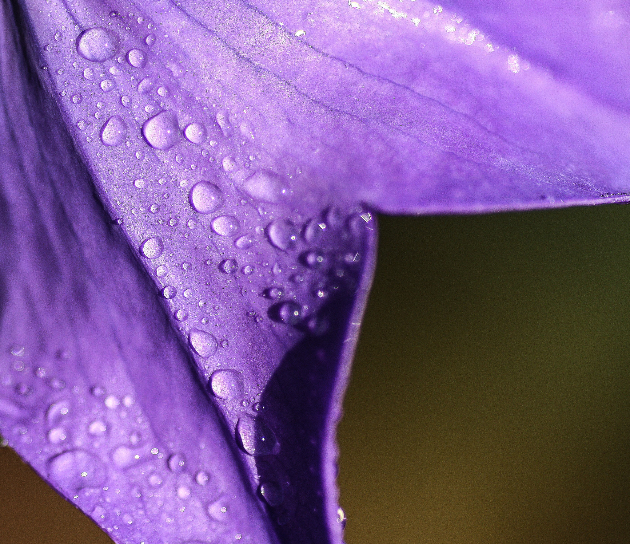 Canon EOS 40D + Tamron SP AF 90mm F2.8 Di Macro sample photo. Droplets on purple photography