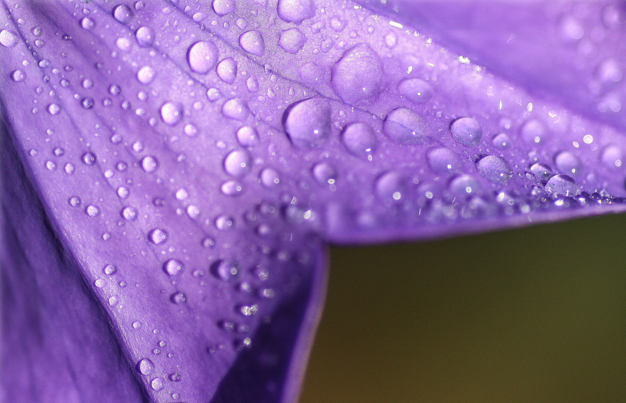 Canon EOS 40D + Tamron SP AF 90mm F2.8 Di Macro sample photo. Droplets on purple 2 photography