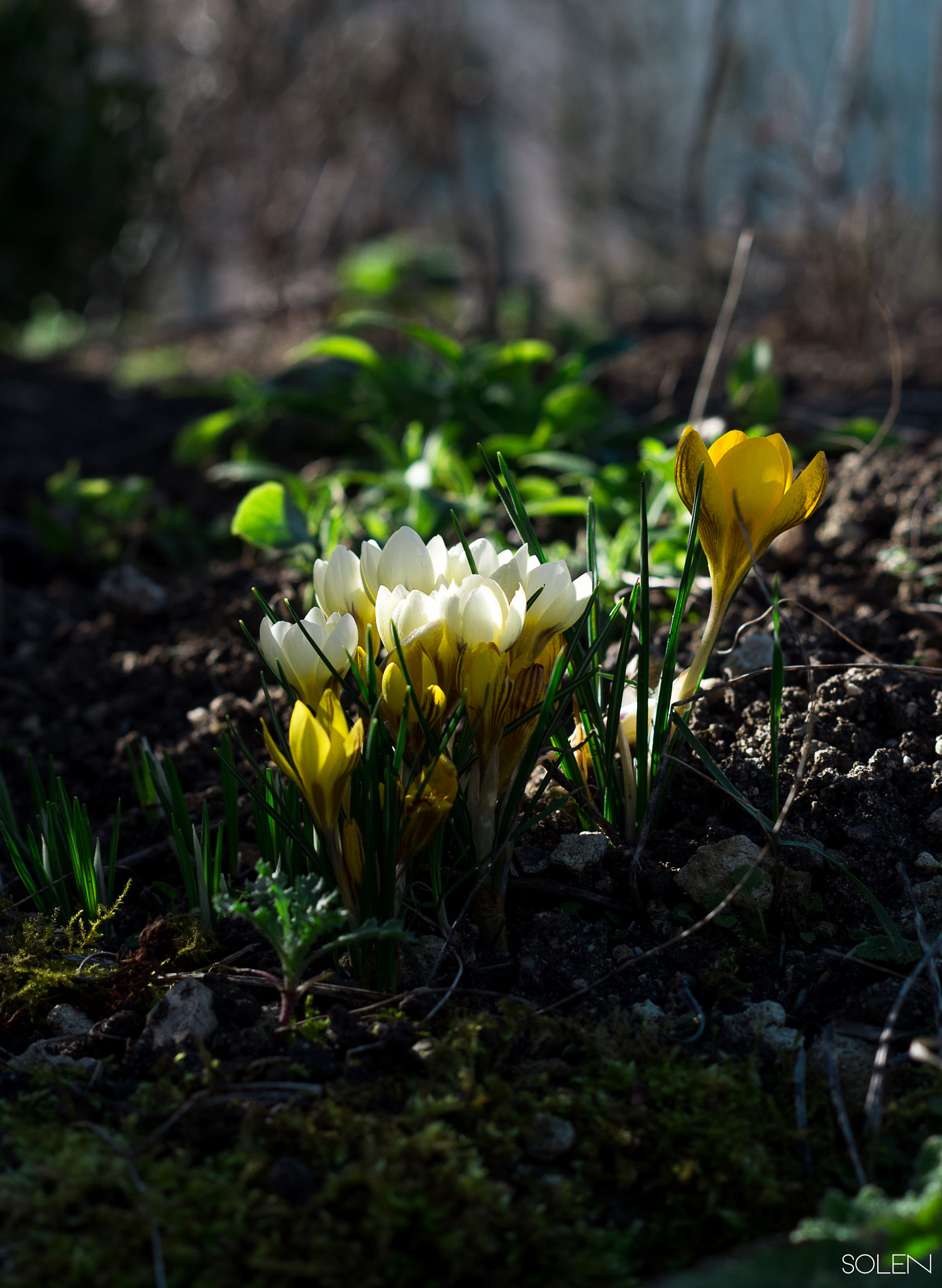 Pentax K-r sample photo. Crocus yellow&white photography